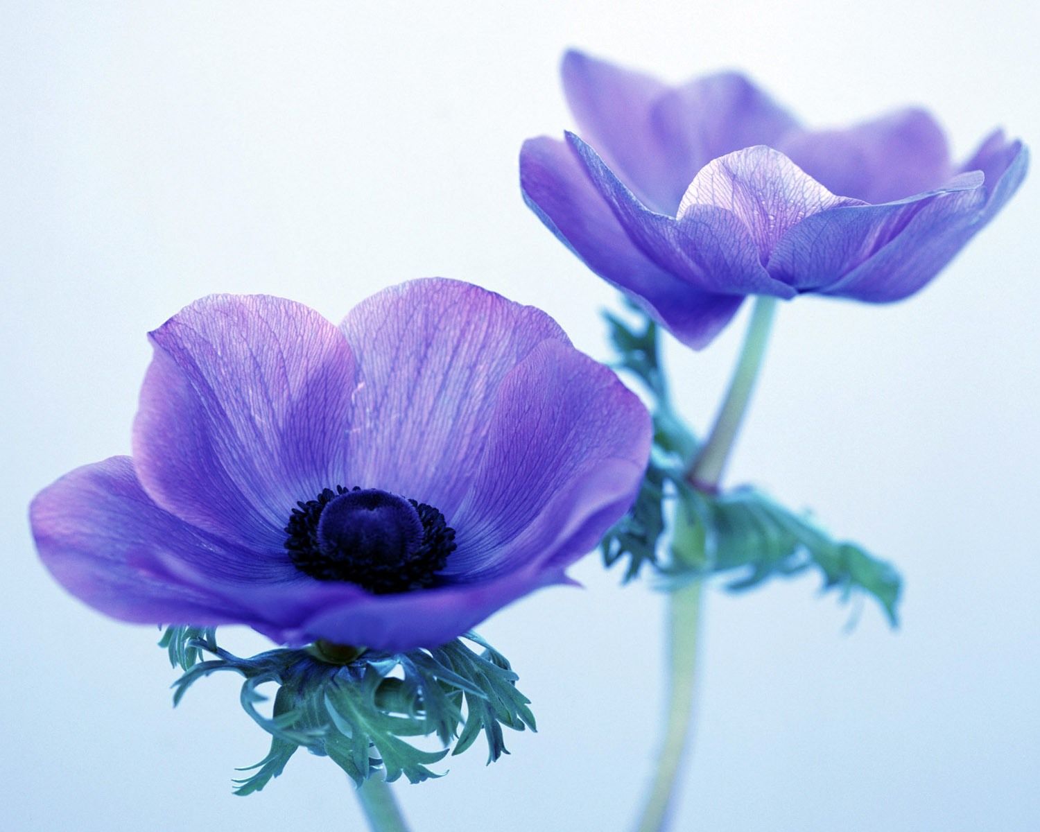 Anemone Flower Wallpapers Wallpaper Cave