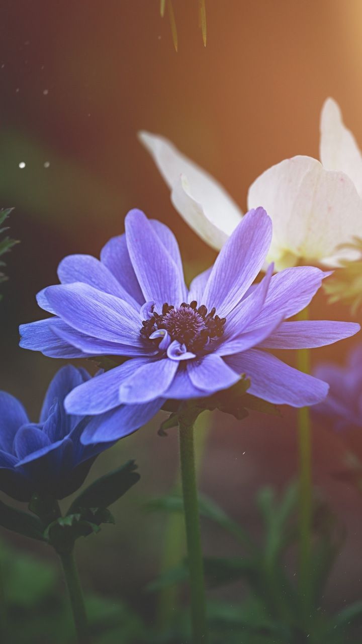 Anemone Flower Wallpapers Wallpaper Cave