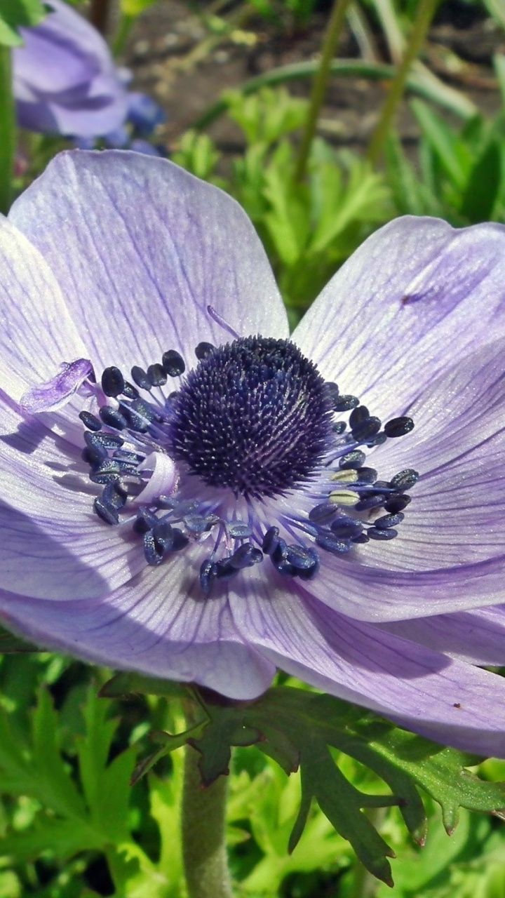 Anemone Flower Wallpapers - Wallpaper Cave