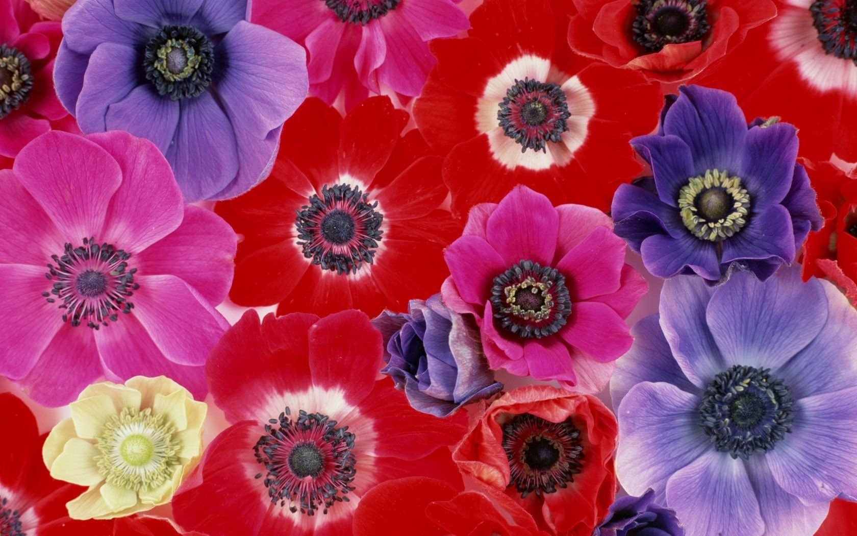 Anemone Flower Wallpapers - Wallpaper Cave