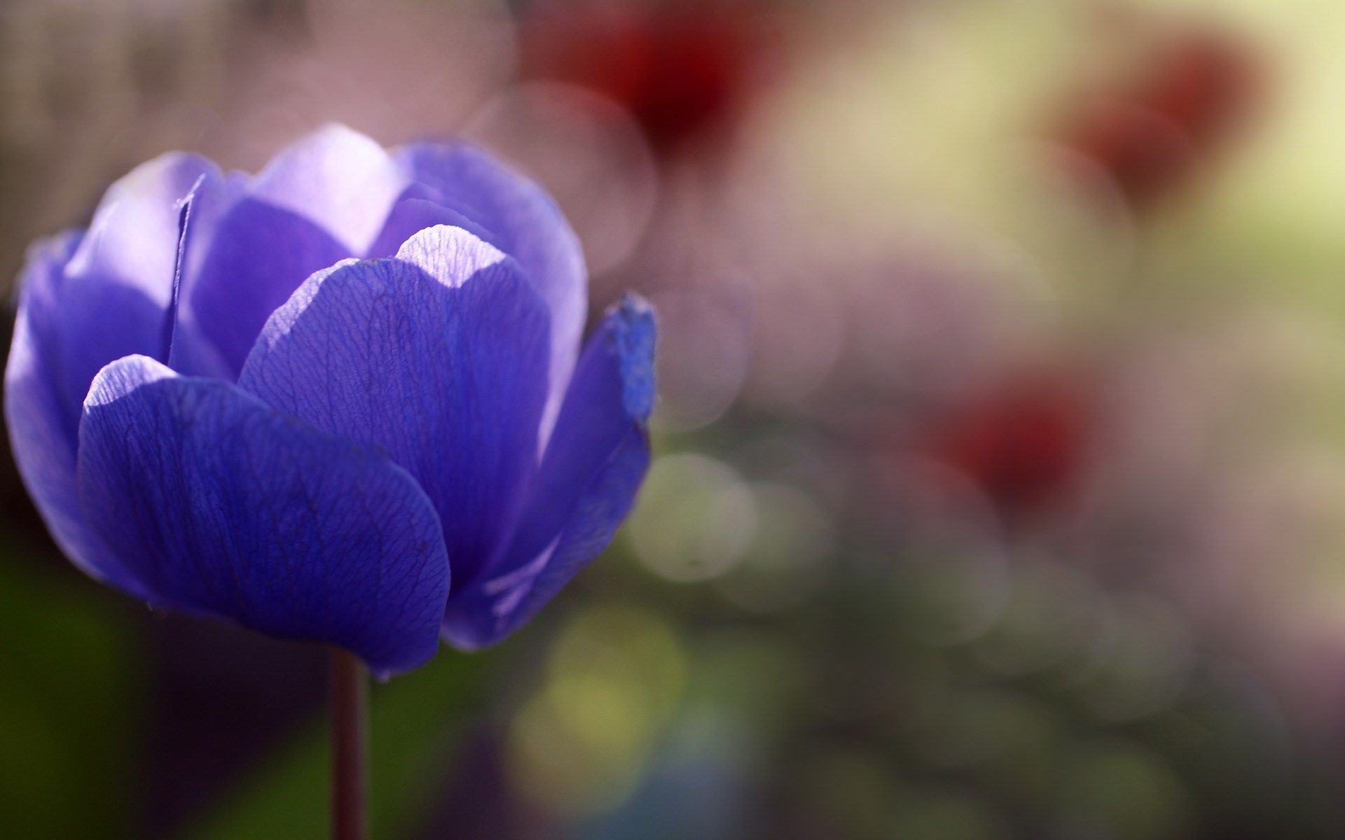 Anemone Flower Wallpapers - Wallpaper Cave