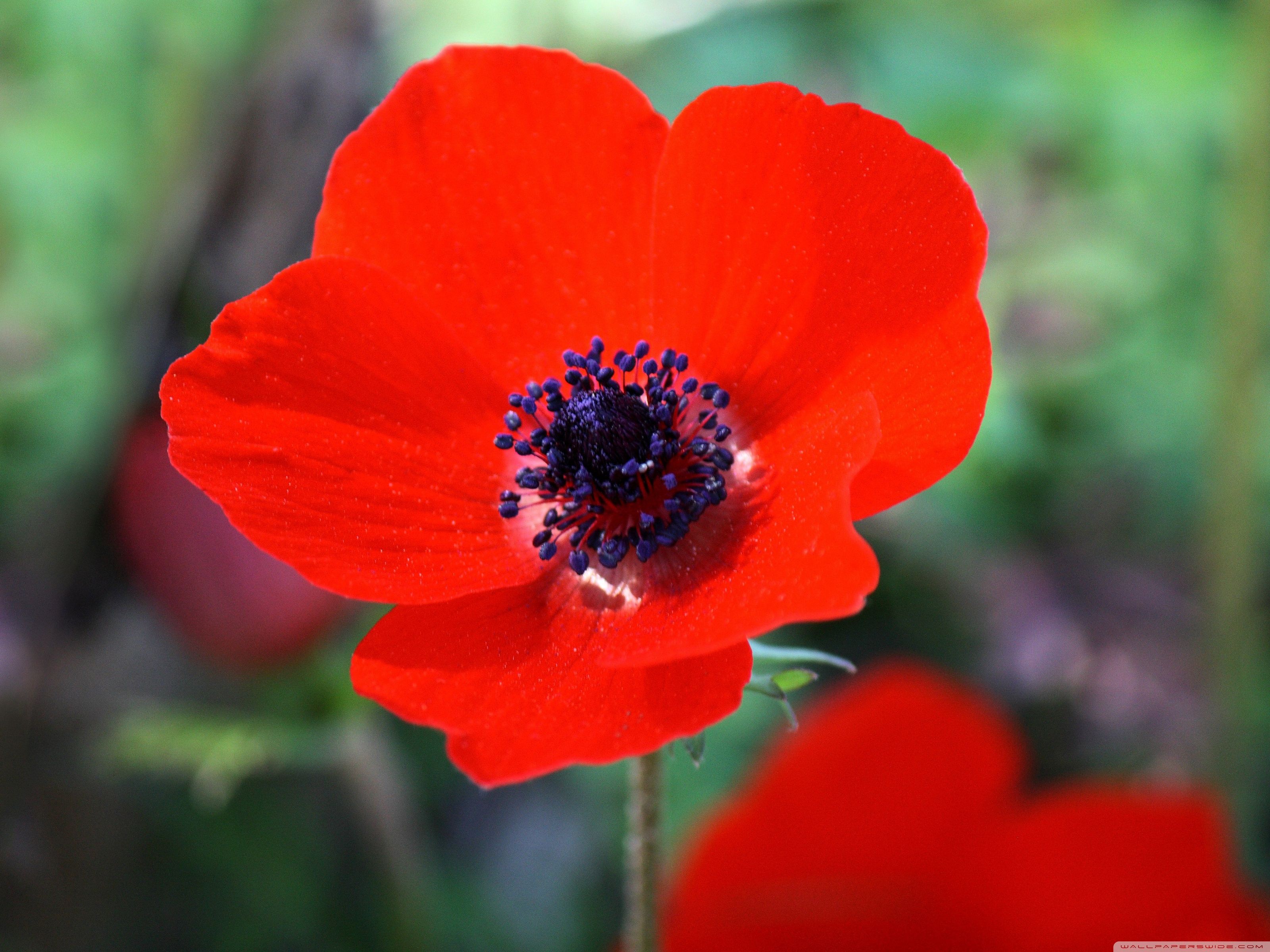 Anemone Flower Wallpapers - Wallpaper Cave