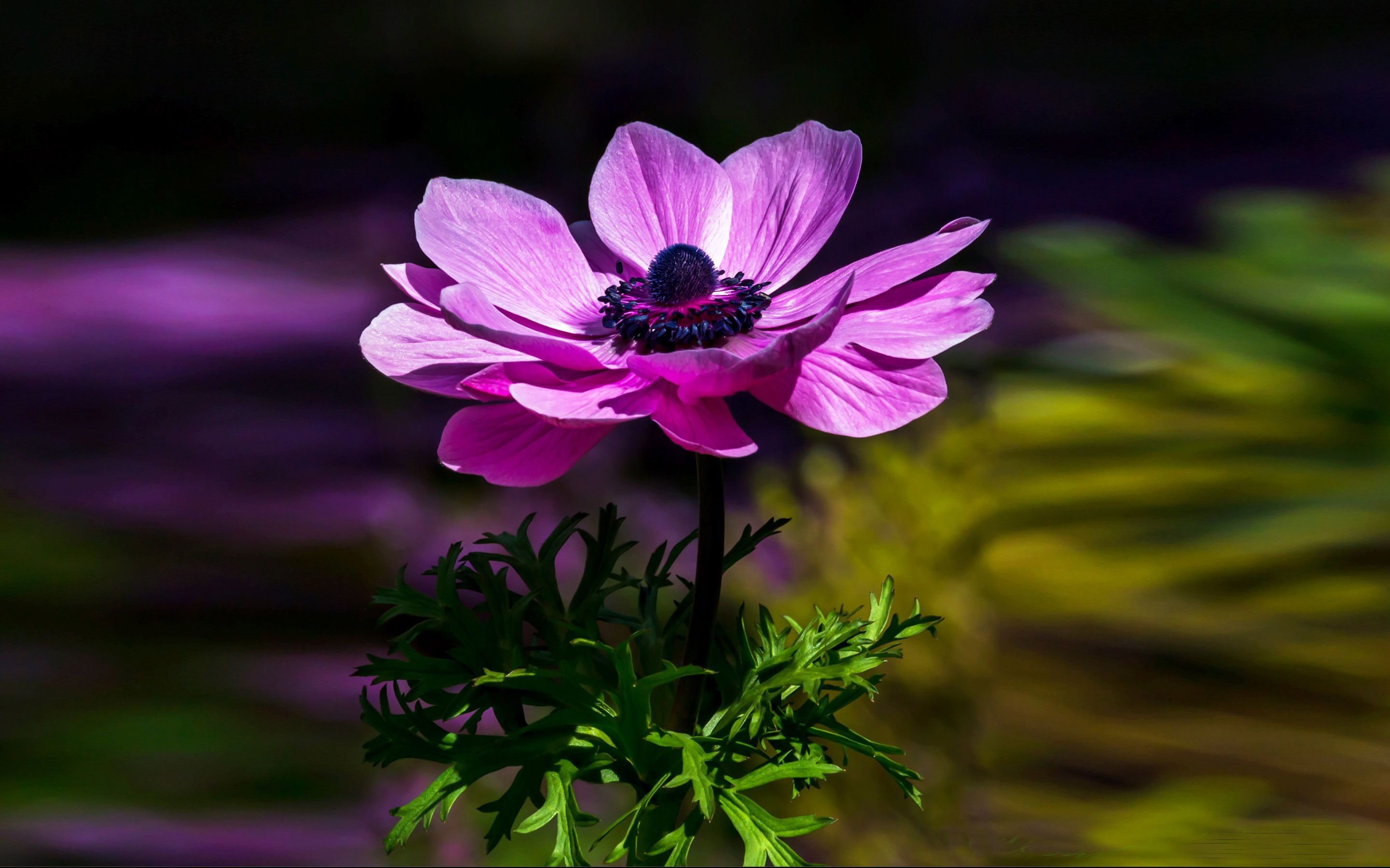 Anemone Flower Wallpapers Wallpaper Cave