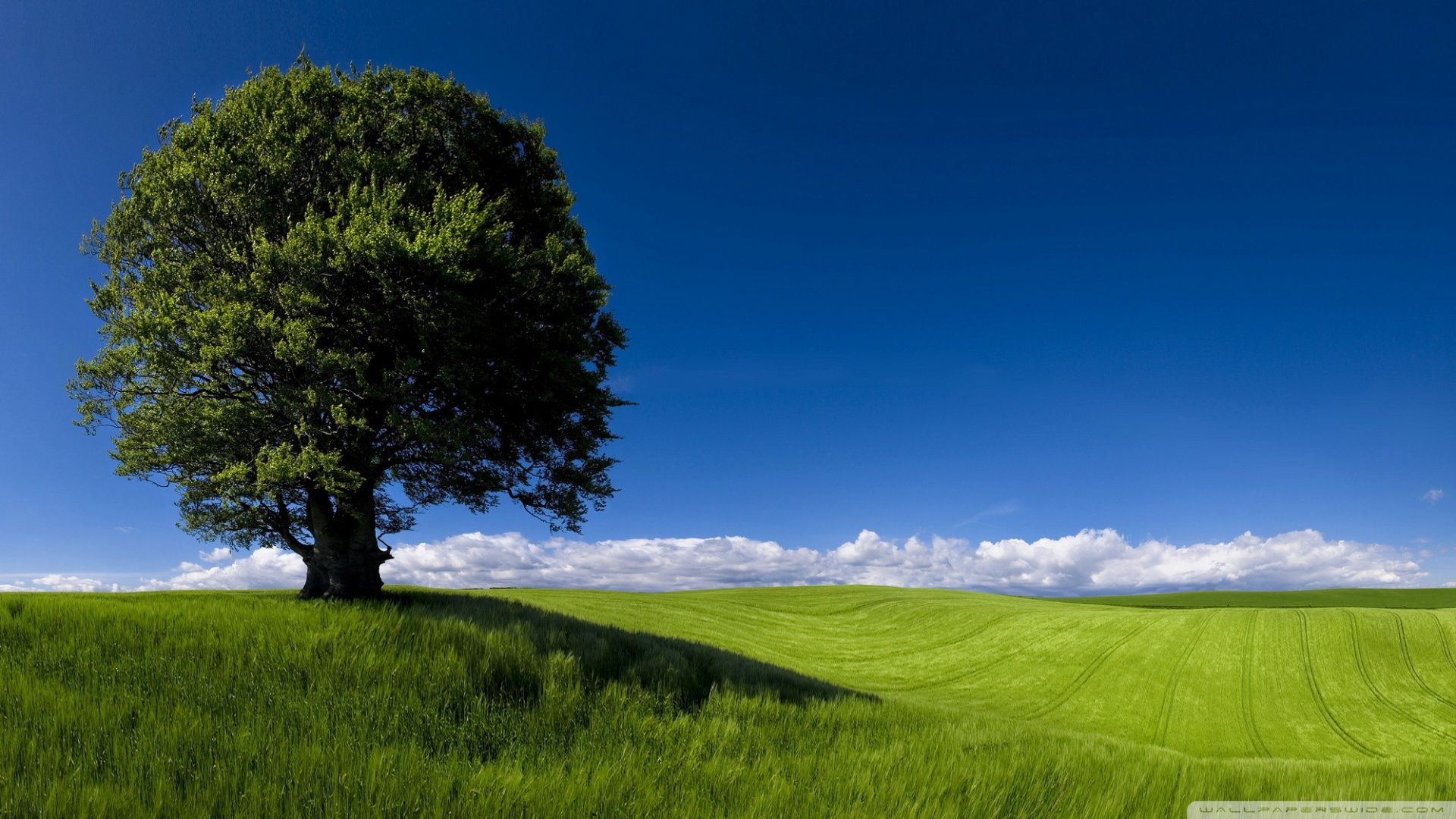 Summer Nature Background