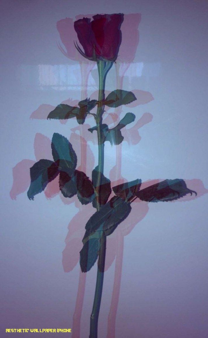 Red #Flower #amazing #photography #samsung #galaxy #s7edge #Photo