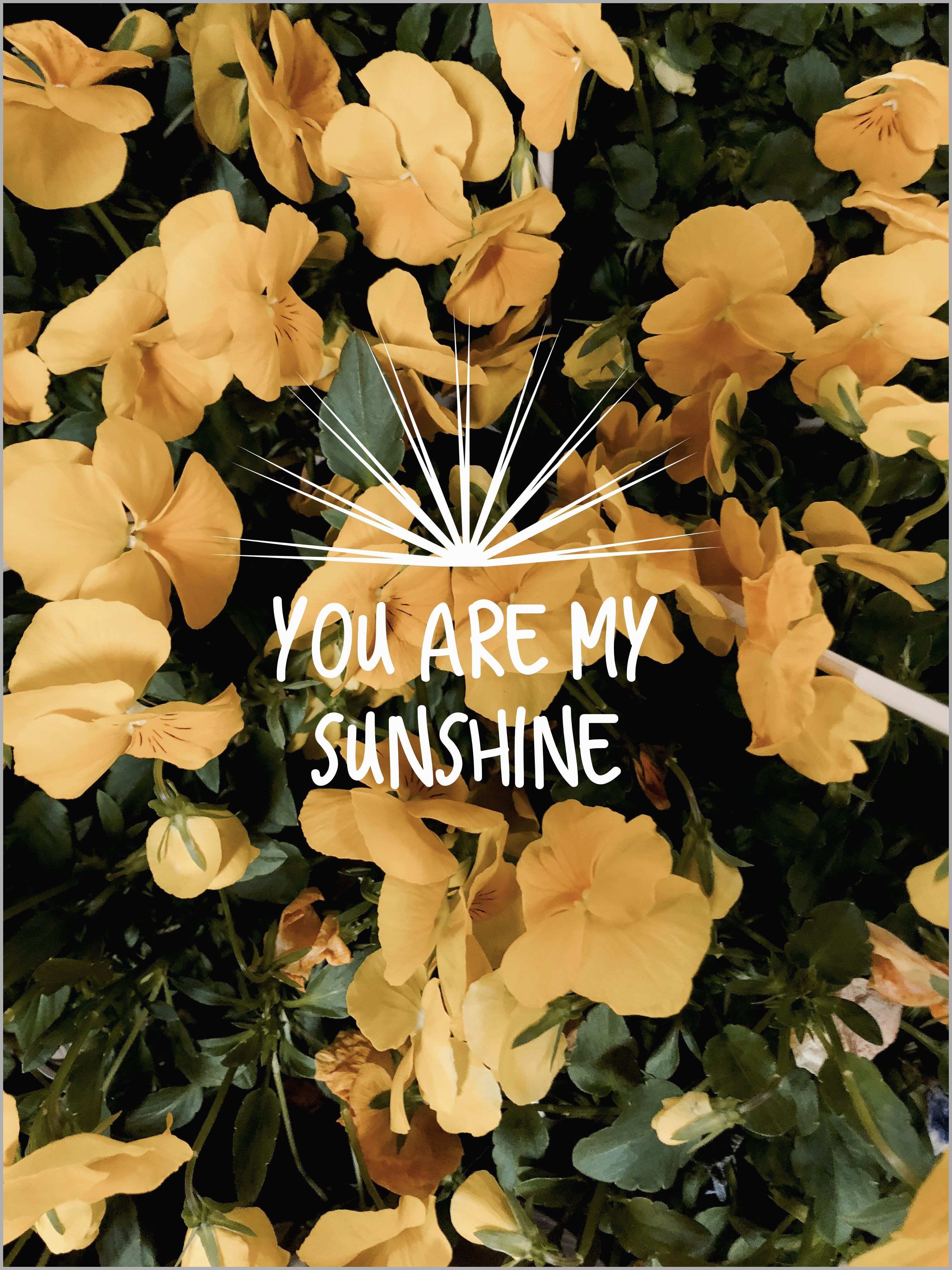 39+ Cute Aesthetic Pictures Of Flowers Pictures