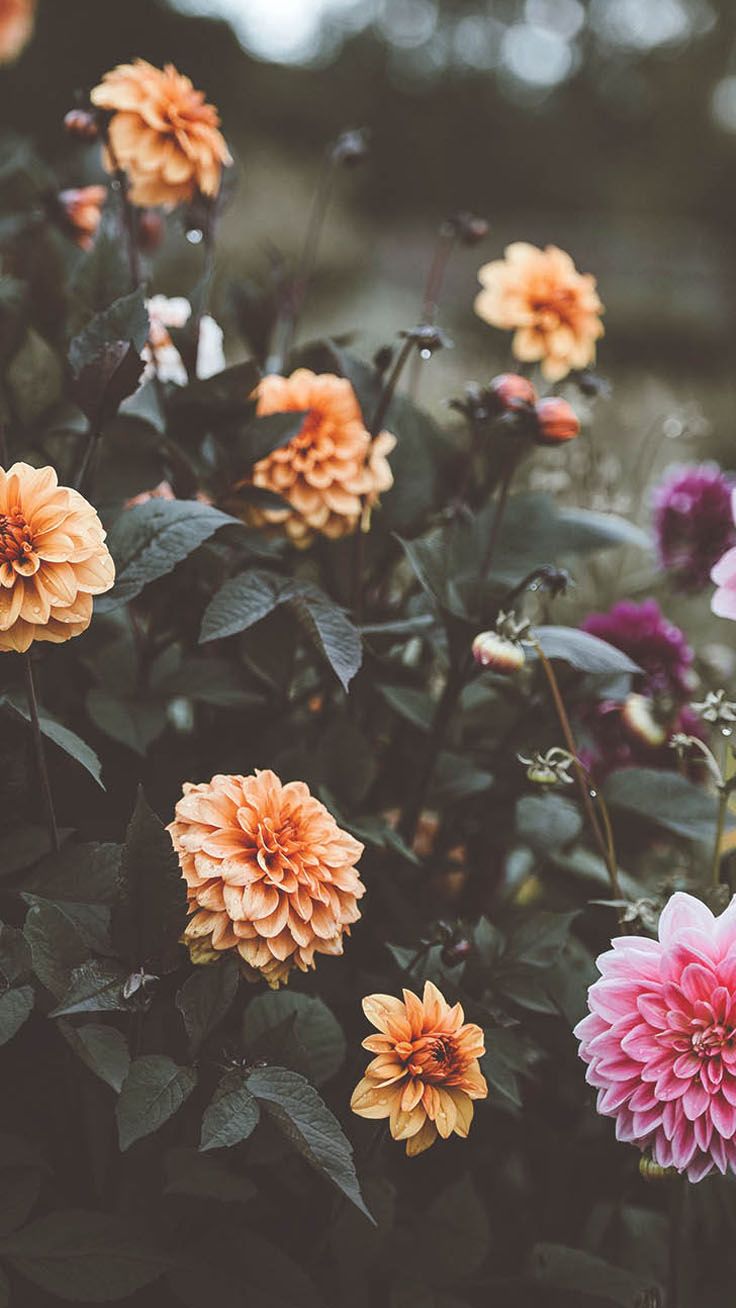 Aesthetic Wallpaper With Flowers