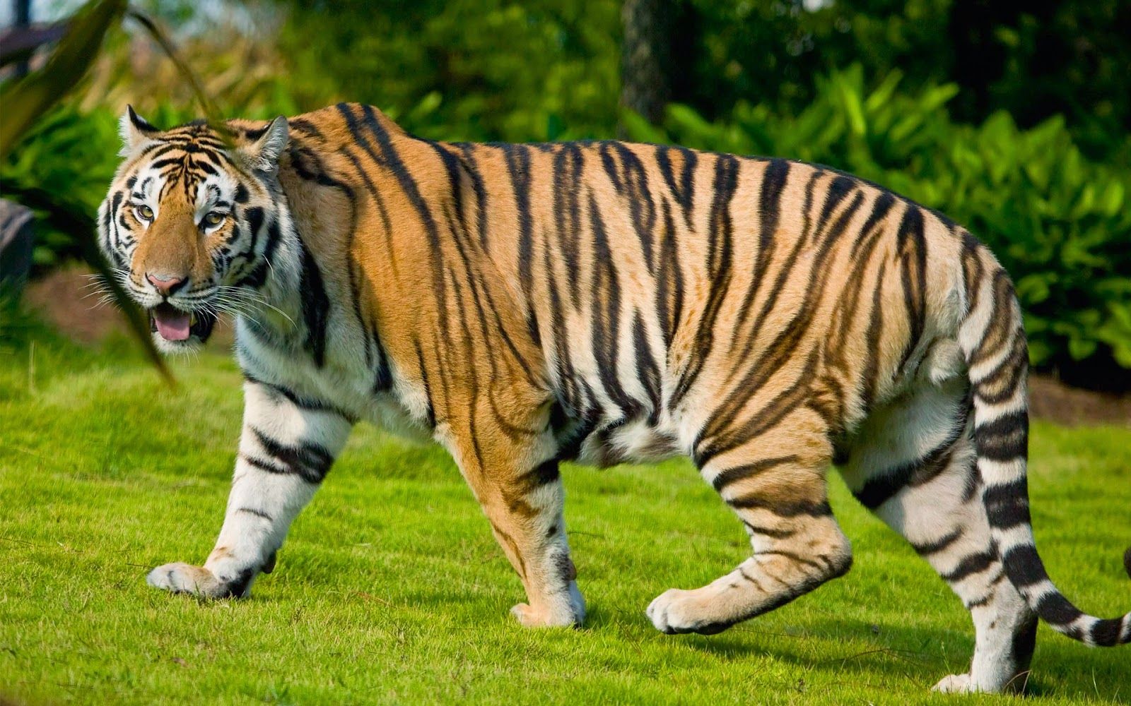Amazing Animals Tiger HD Wallpaper