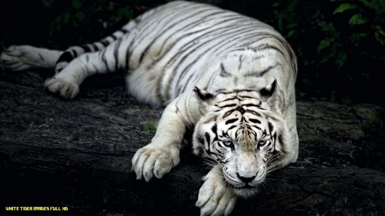 White Tiger Animal Wallpaper. HD Wallpaper. ID