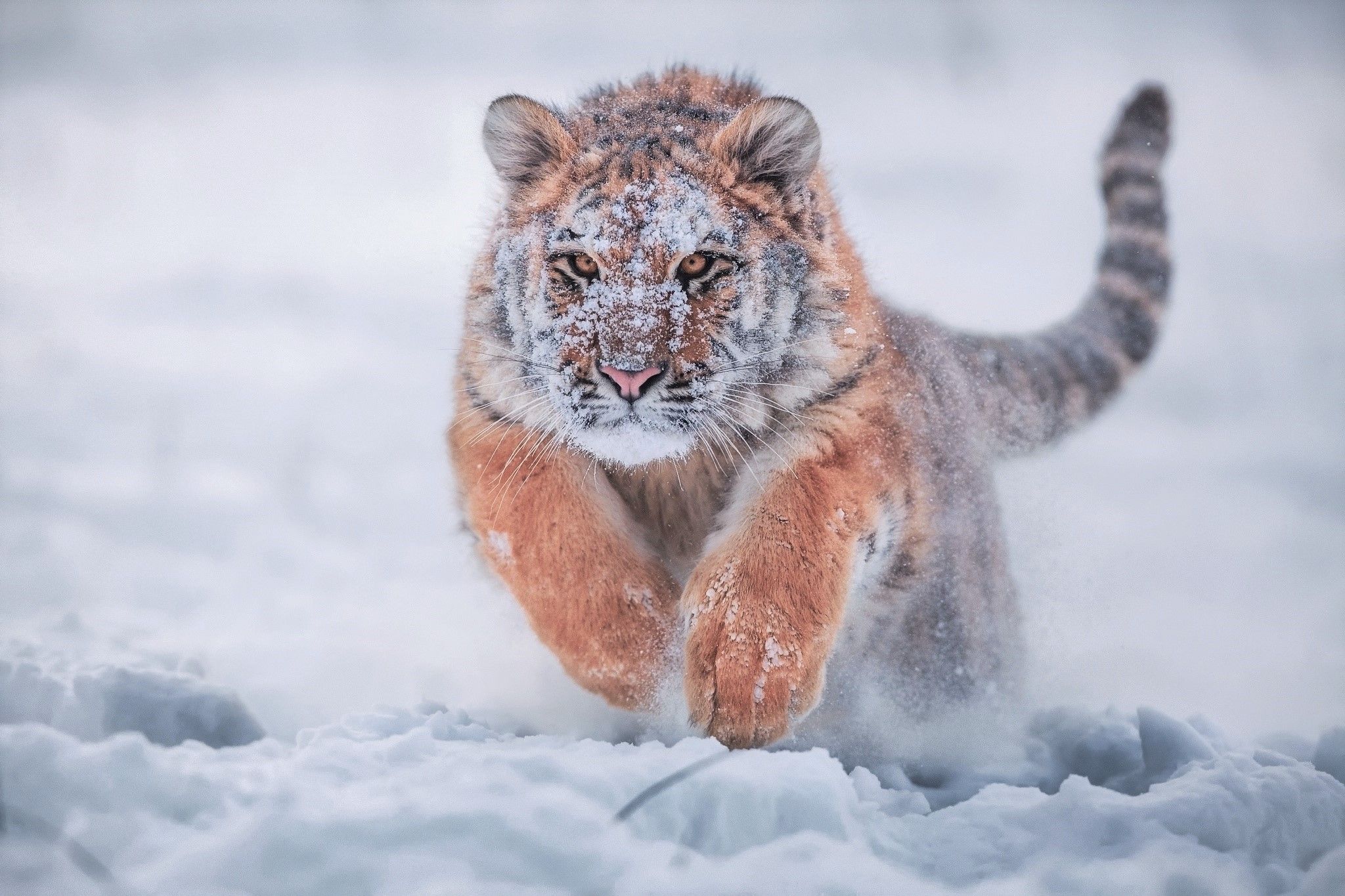 Siberian Tiger HD Wallpaper and Background Image