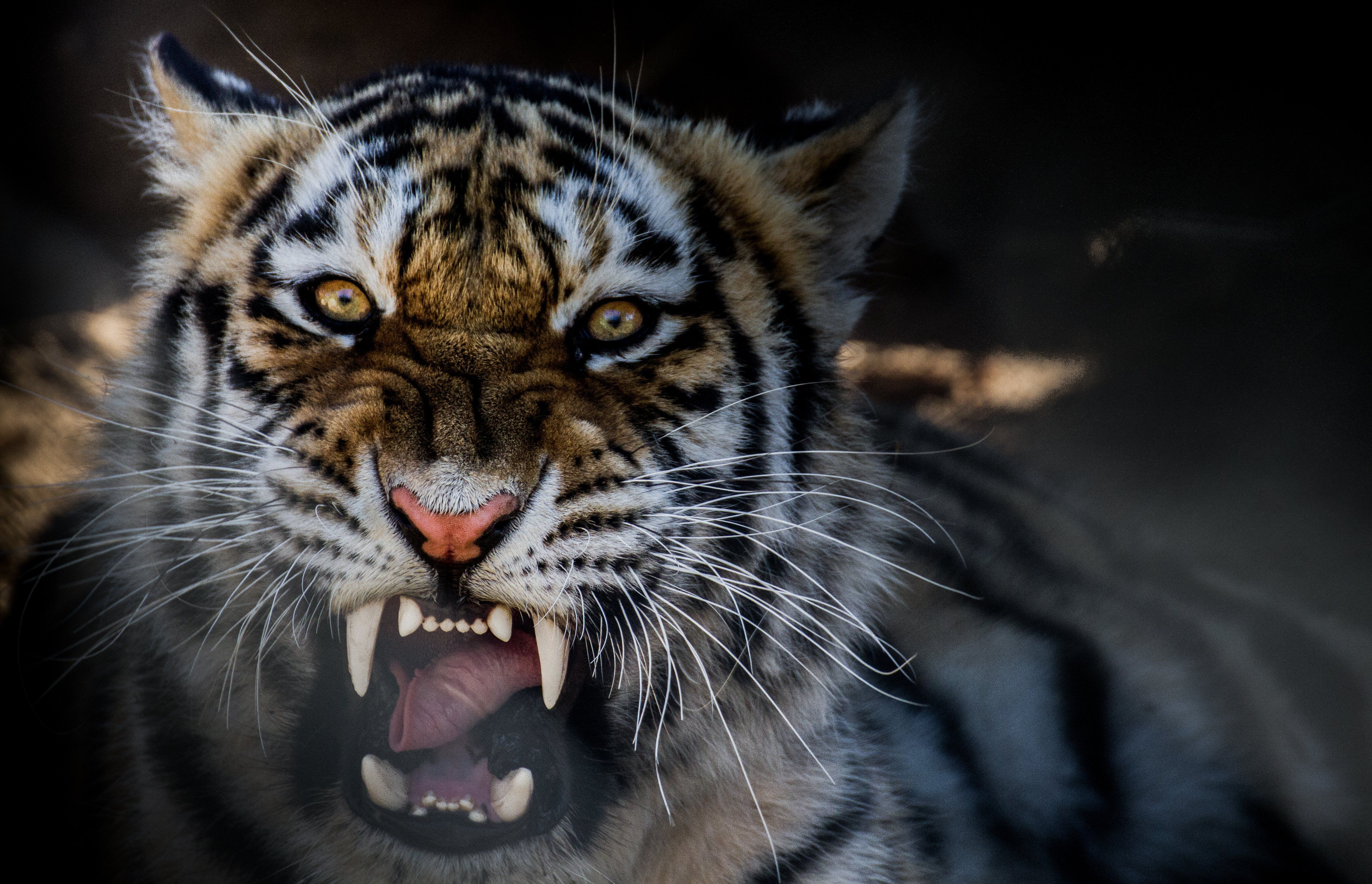#tiger, #growling, #Animal