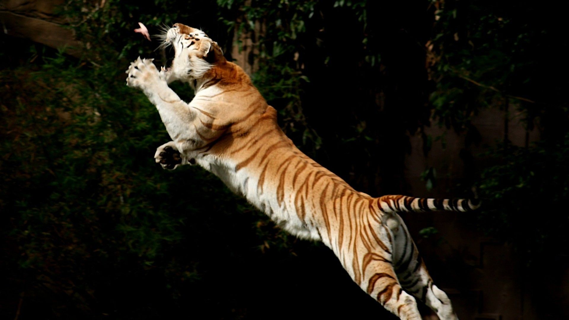 birds, Animals, Tigers, Jumping Wallpaper HD / Desktop and Mobile