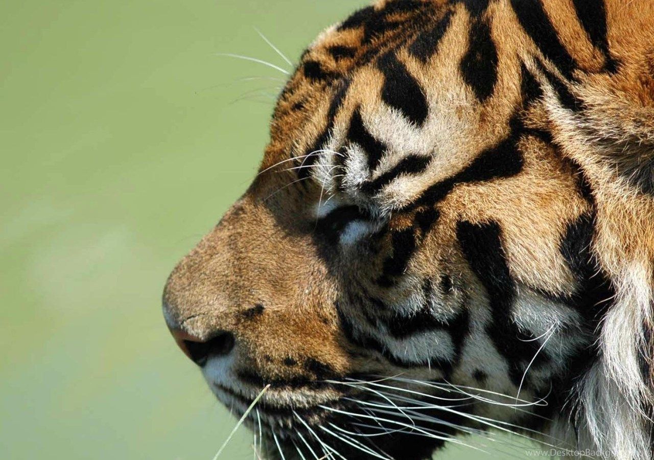 Animal Tiger HD Wallpaper, Desktop Background, Mobile Wallpaper