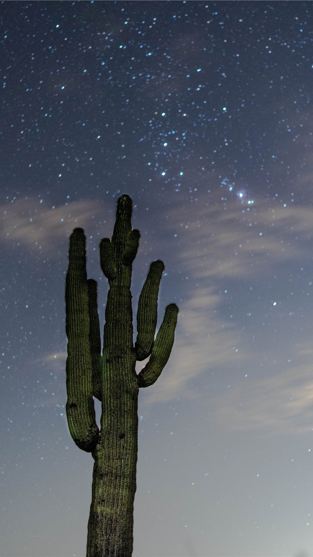 low angle photography of green cactus iPhone Wallpaper Free Download