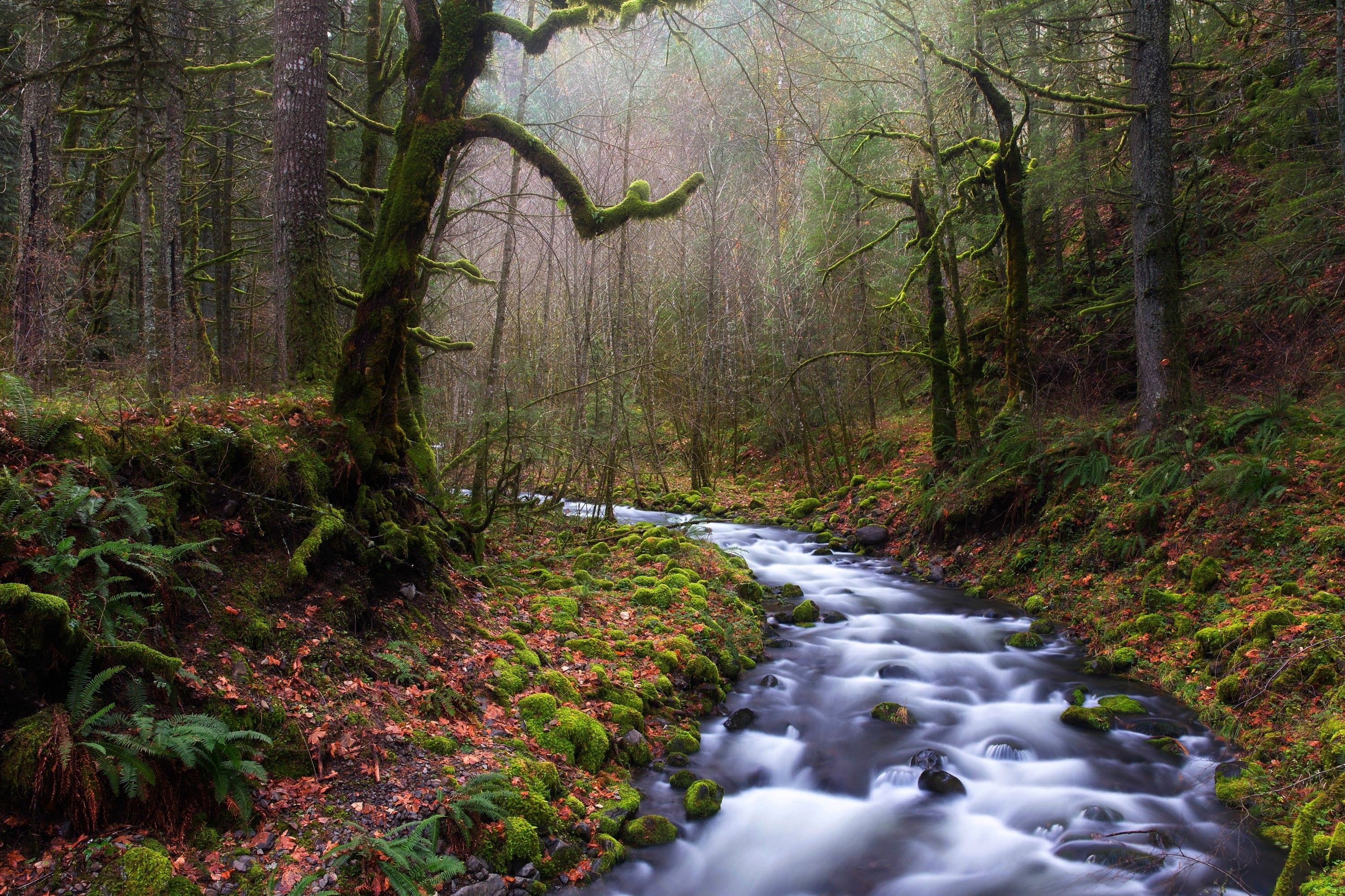 nature, Landscape, Forest, River, Leaves, Trees, Ferns, Mist, Moss