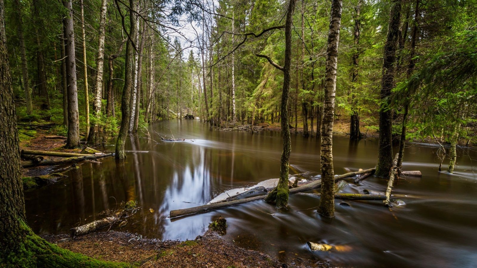 Wallpaper Forest, river, trees 1920x1200 HD Picture, Image