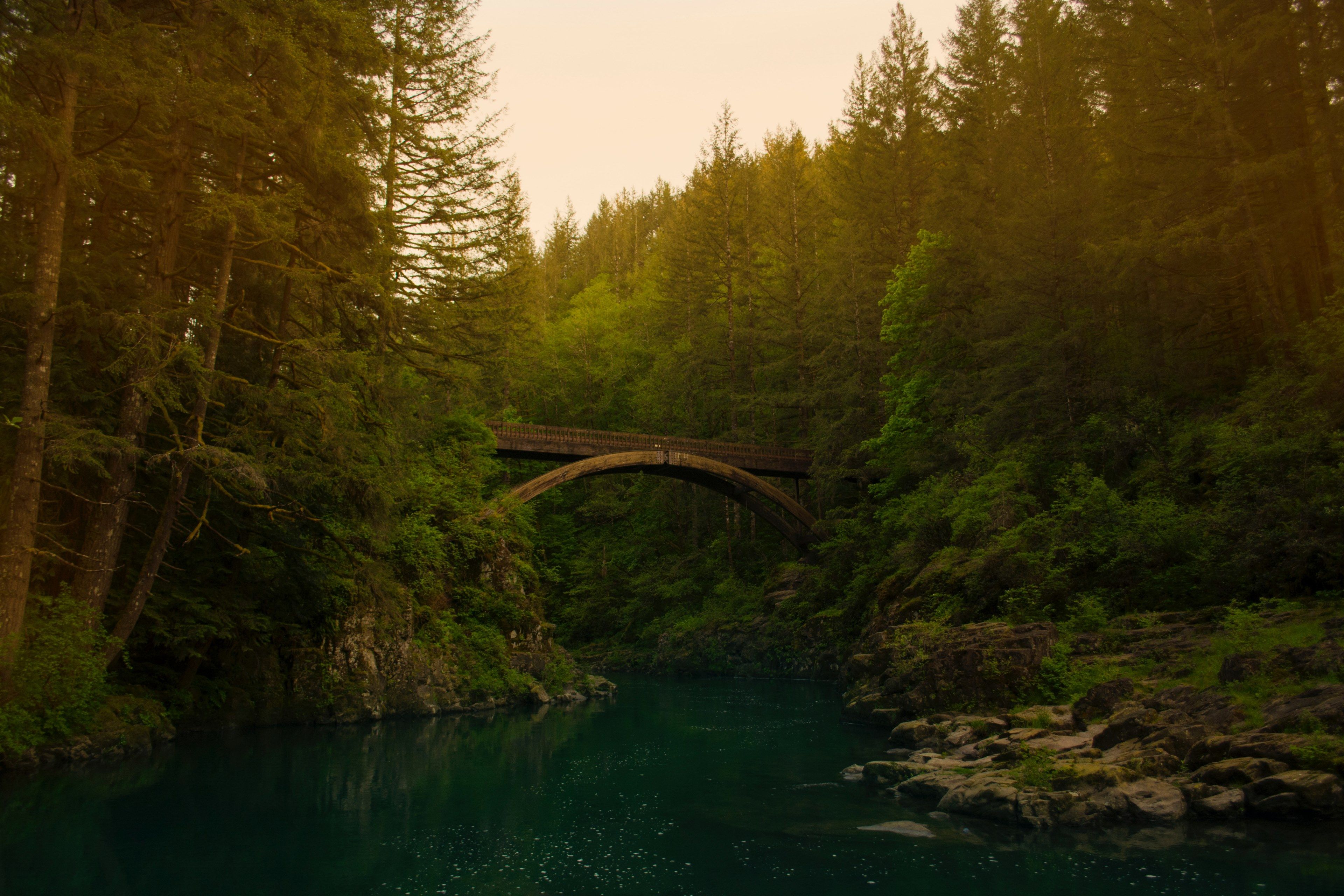 bridge forest river and tree HD 4k wallpaper and background