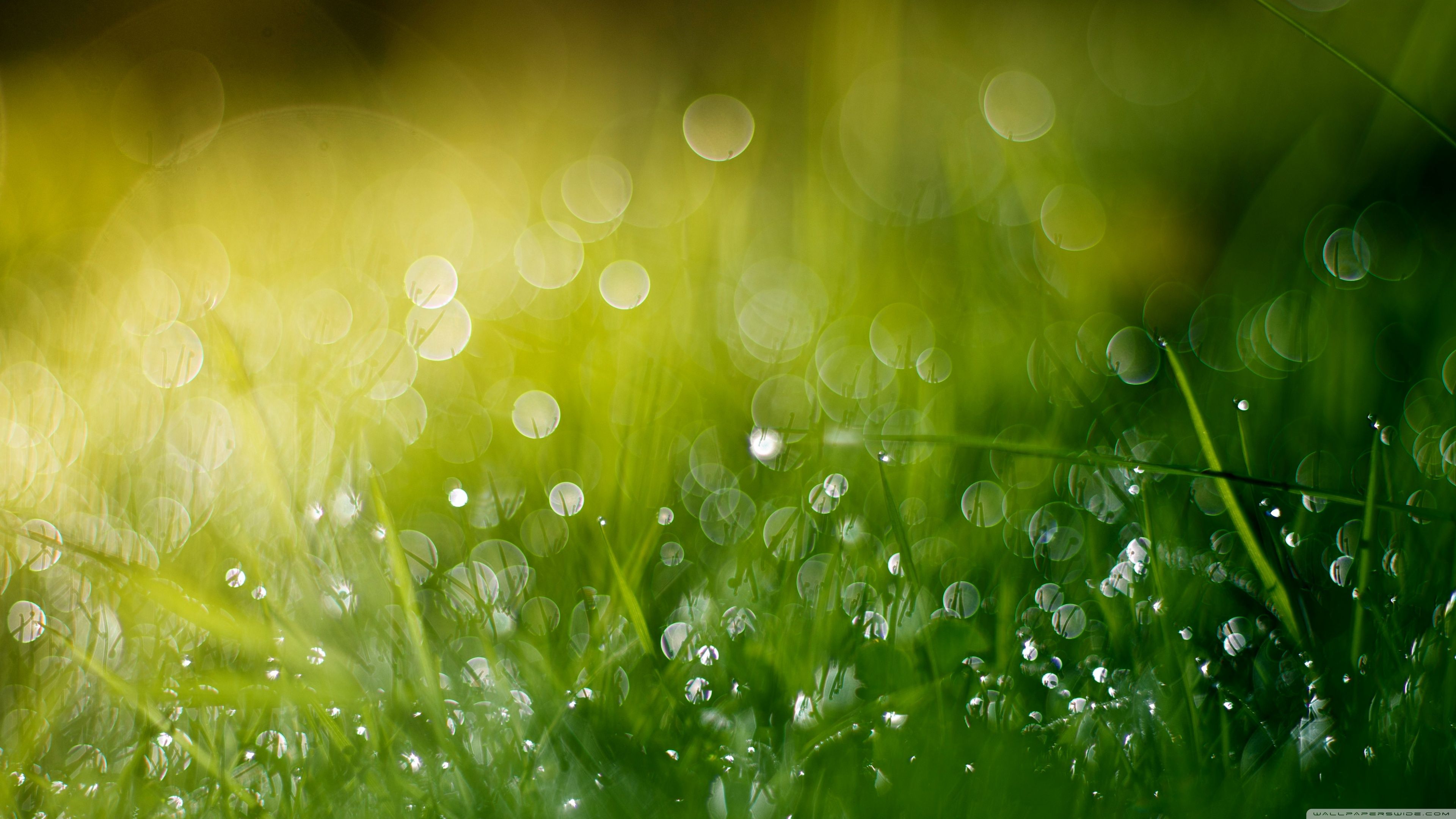 Wet Grass Bokeh, Summer Ultra HD Desktop Background Wallpaper