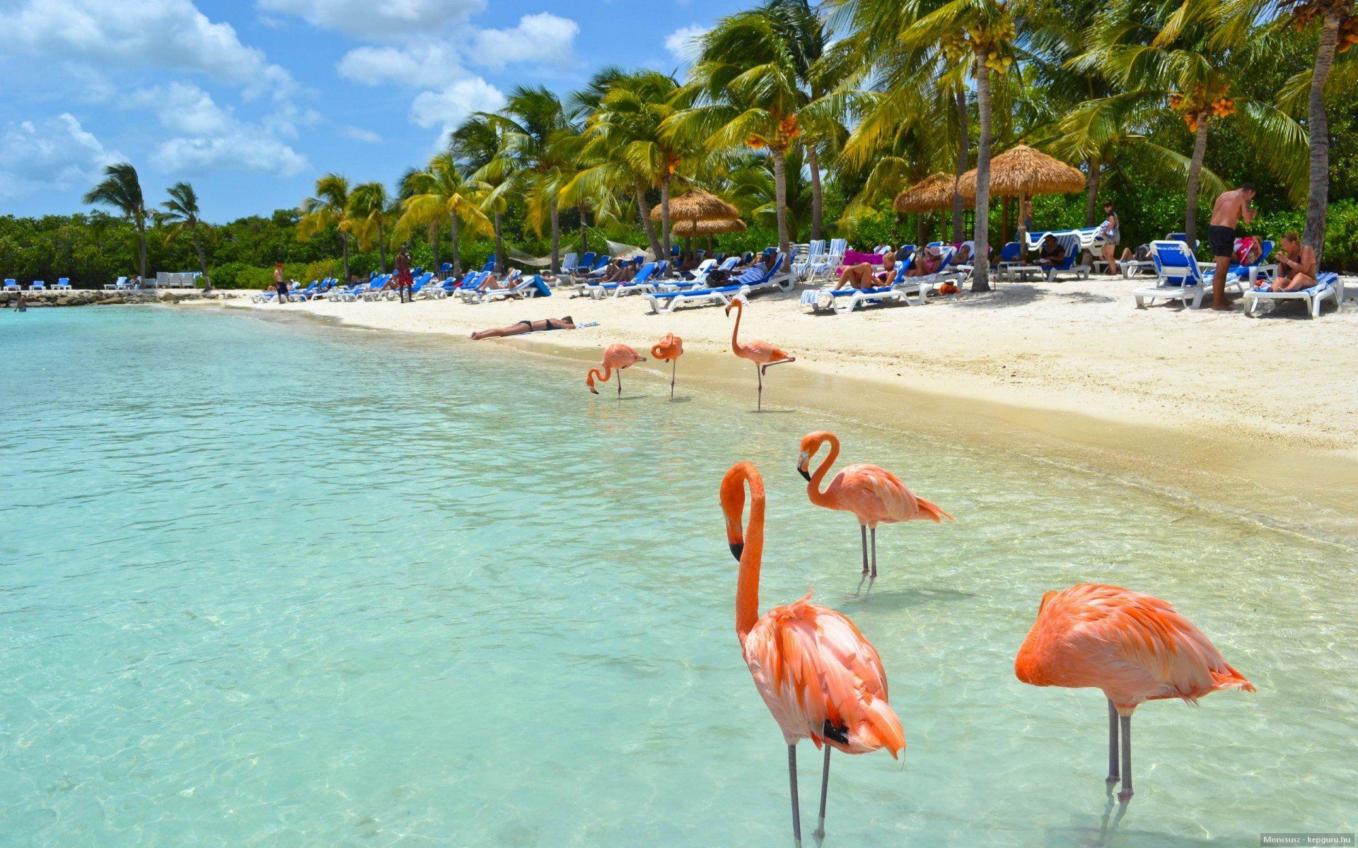 Flamingo summer beach beach Tropical Island water birds g