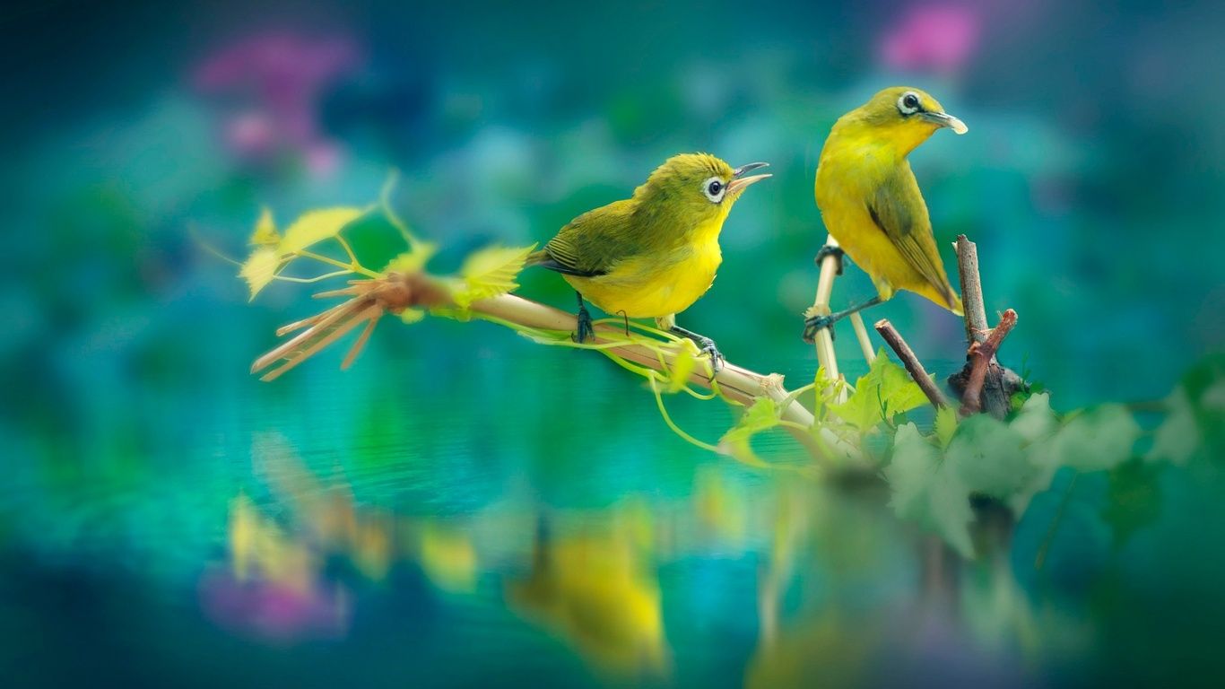 Beautiful Birds 1366x768 Resolution HD 4k Wallpaper