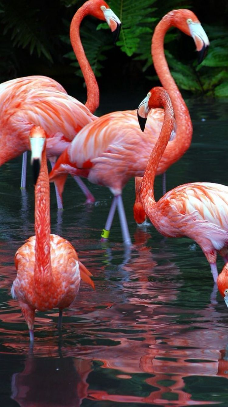 Flamingos- art reference