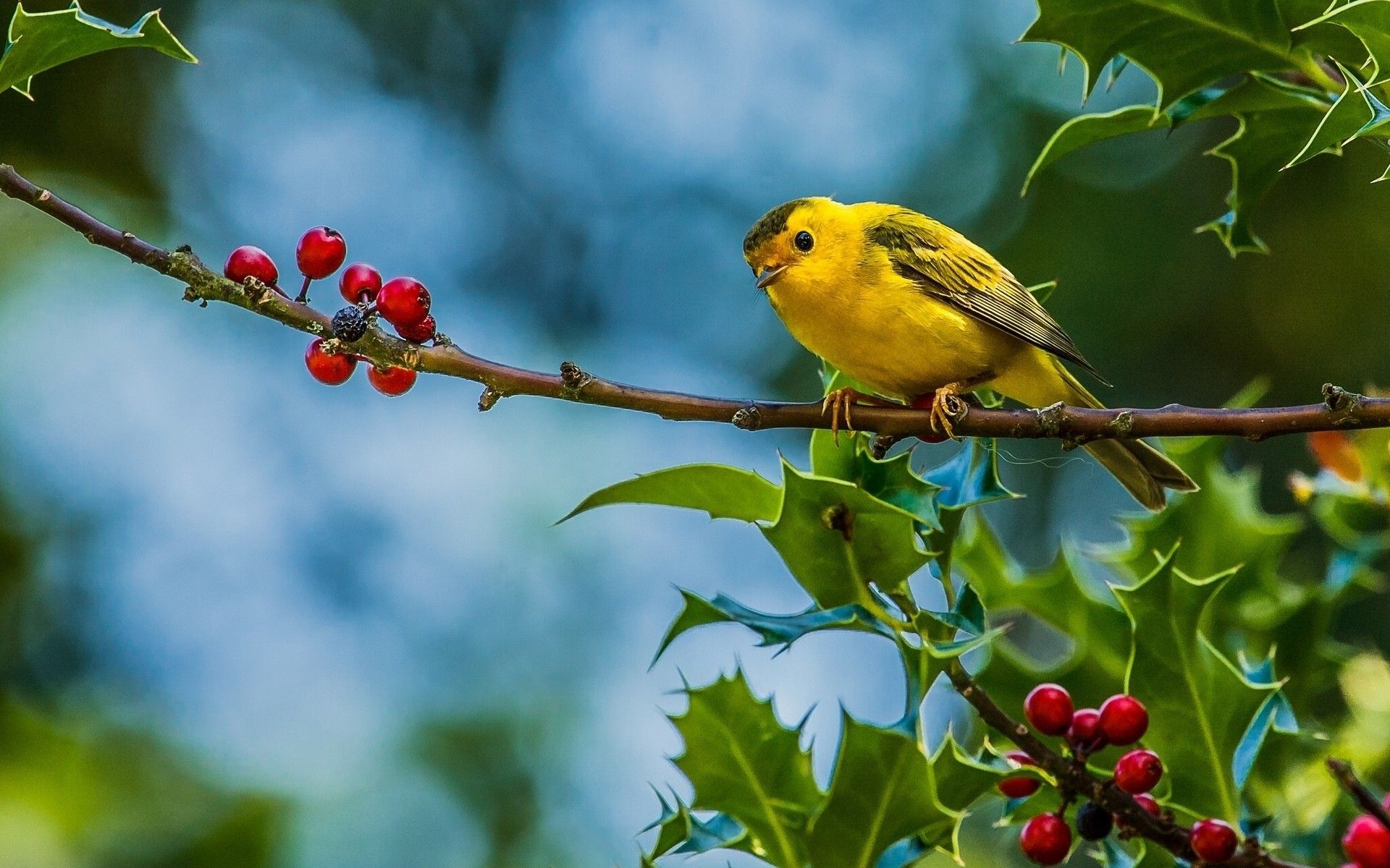 Cute Little Yellow Bird