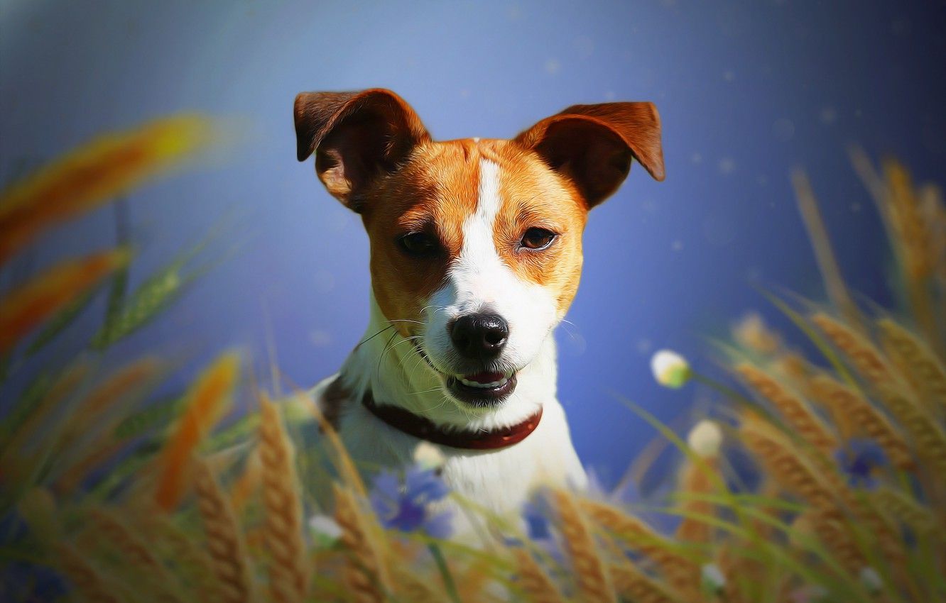 Wallpaper background, each, dog, ears, Jack Russell Terrier image
