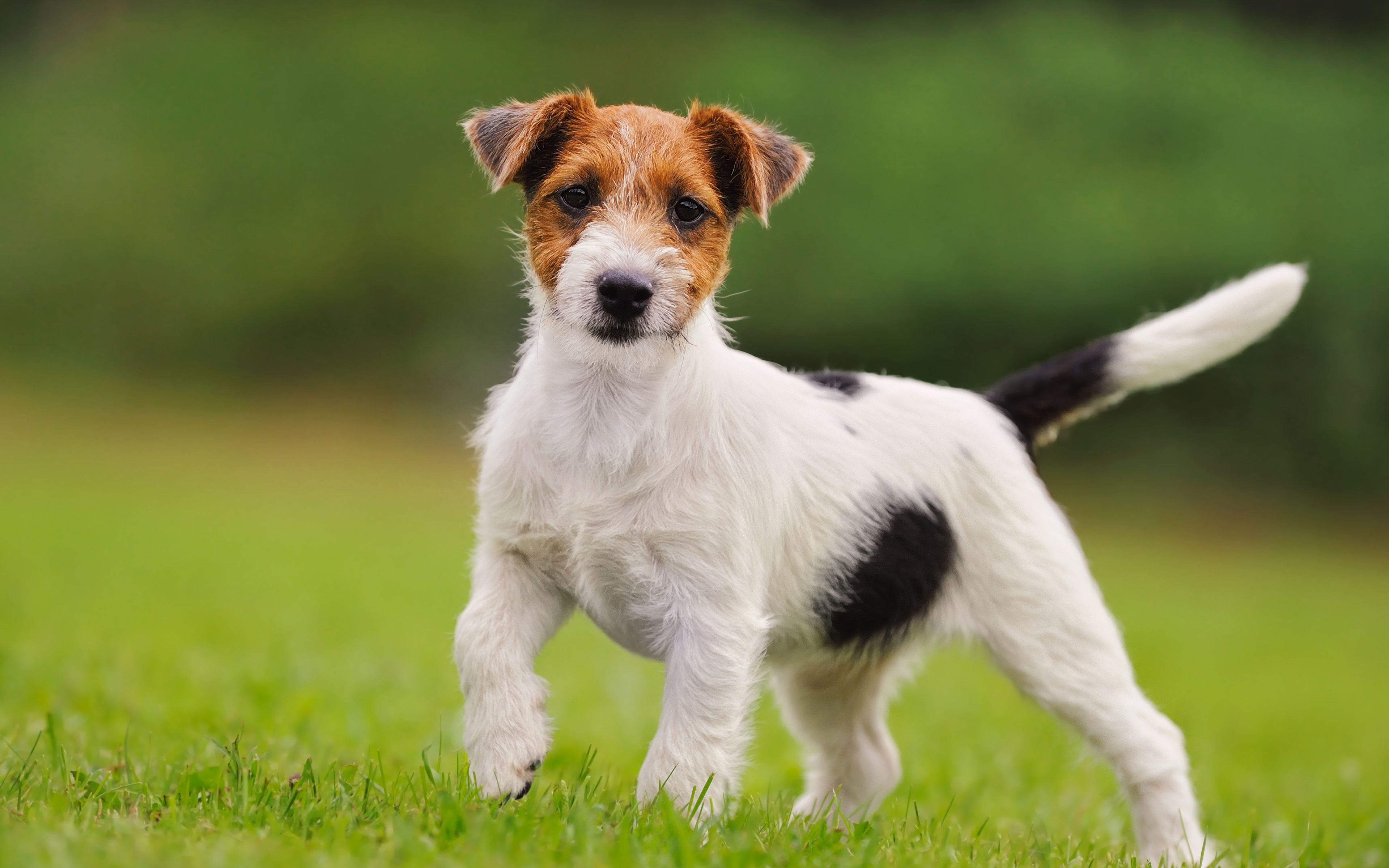 Download wallpaper Jack Russell Terrier, small dog, cute animals