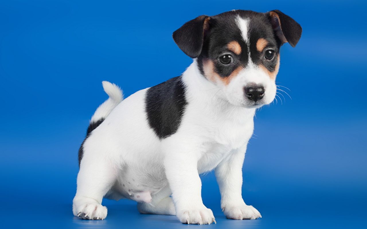 Desktop Wallpaper Puppy Jack Russell terrier Dogs Animals