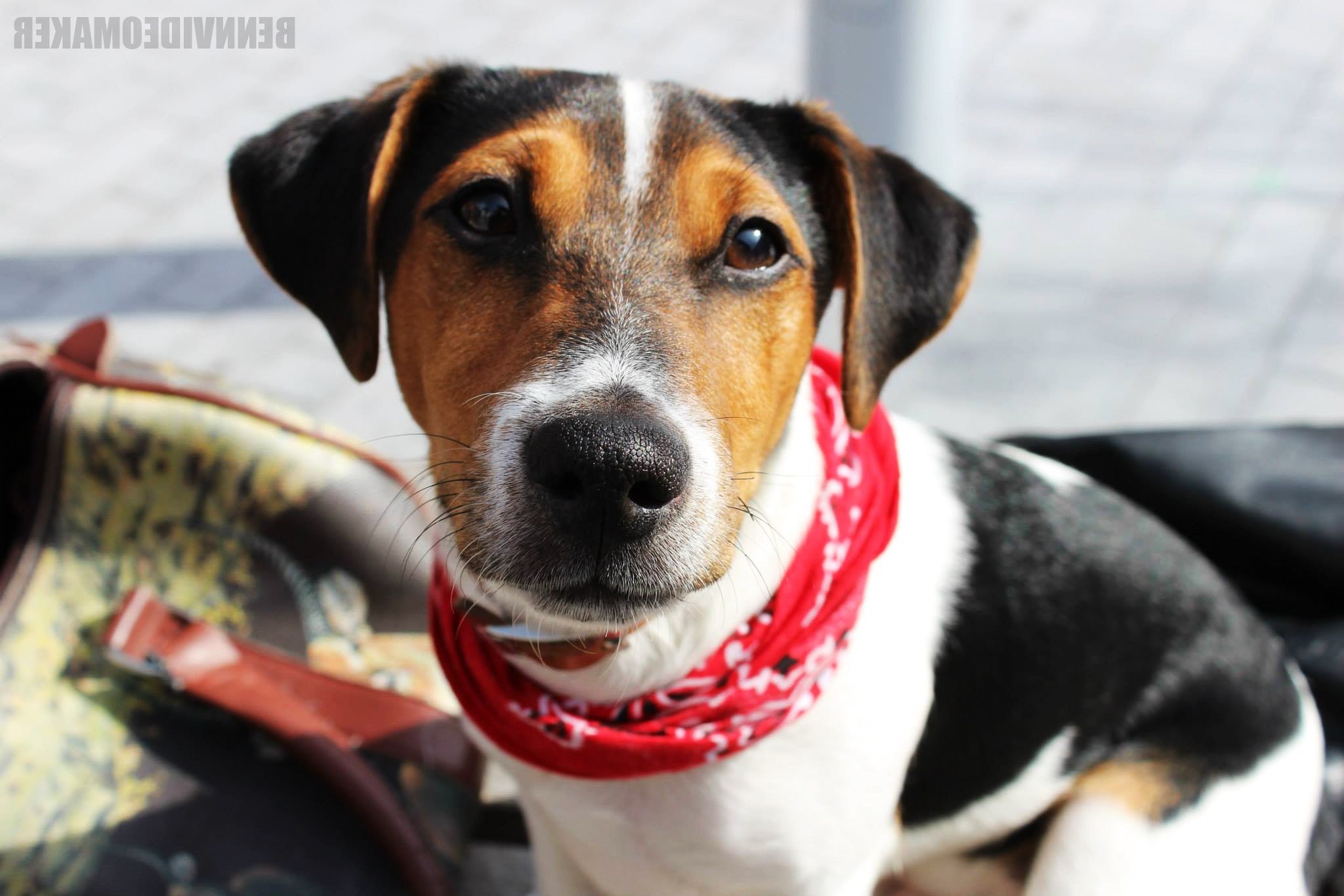 dog, Bandanas, Animals, Jack Russell Terrier Wallpaper HD