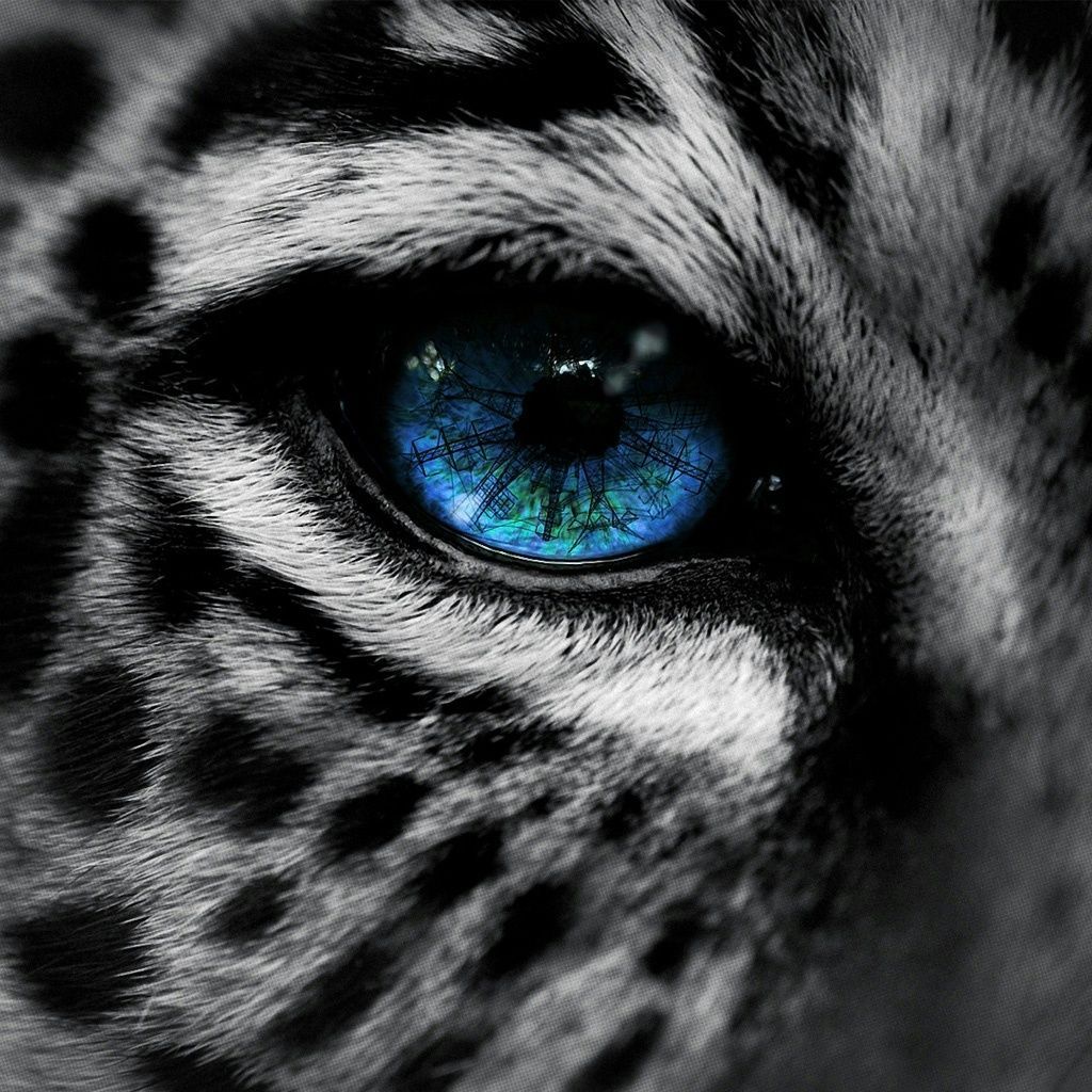 Leopard With Blue Eyes. Snow leopard blue eye iPad Wallpaper