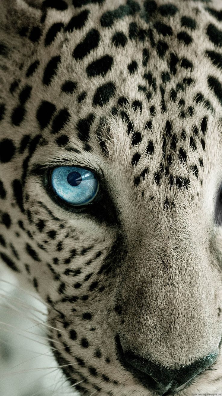 Snow Leopard Blue Eye. Snow leopard picture, Animals wild, Big cats