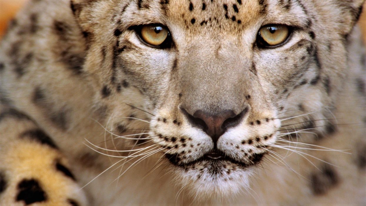 Animal Big Cat Close Up Snow Leopard Stare Wildlife Wallpaper