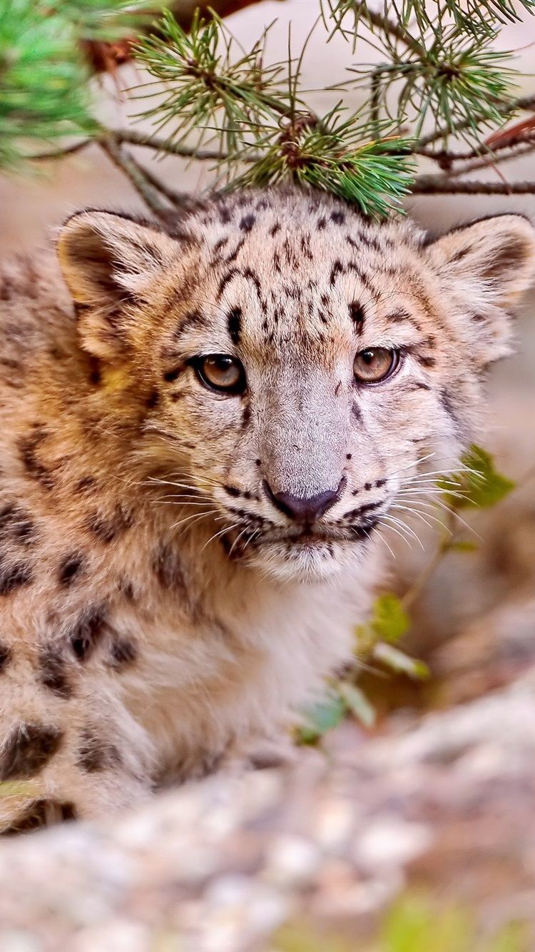Wallpaper Cute Snow Leopard, Face Close Up, Predator Animals
