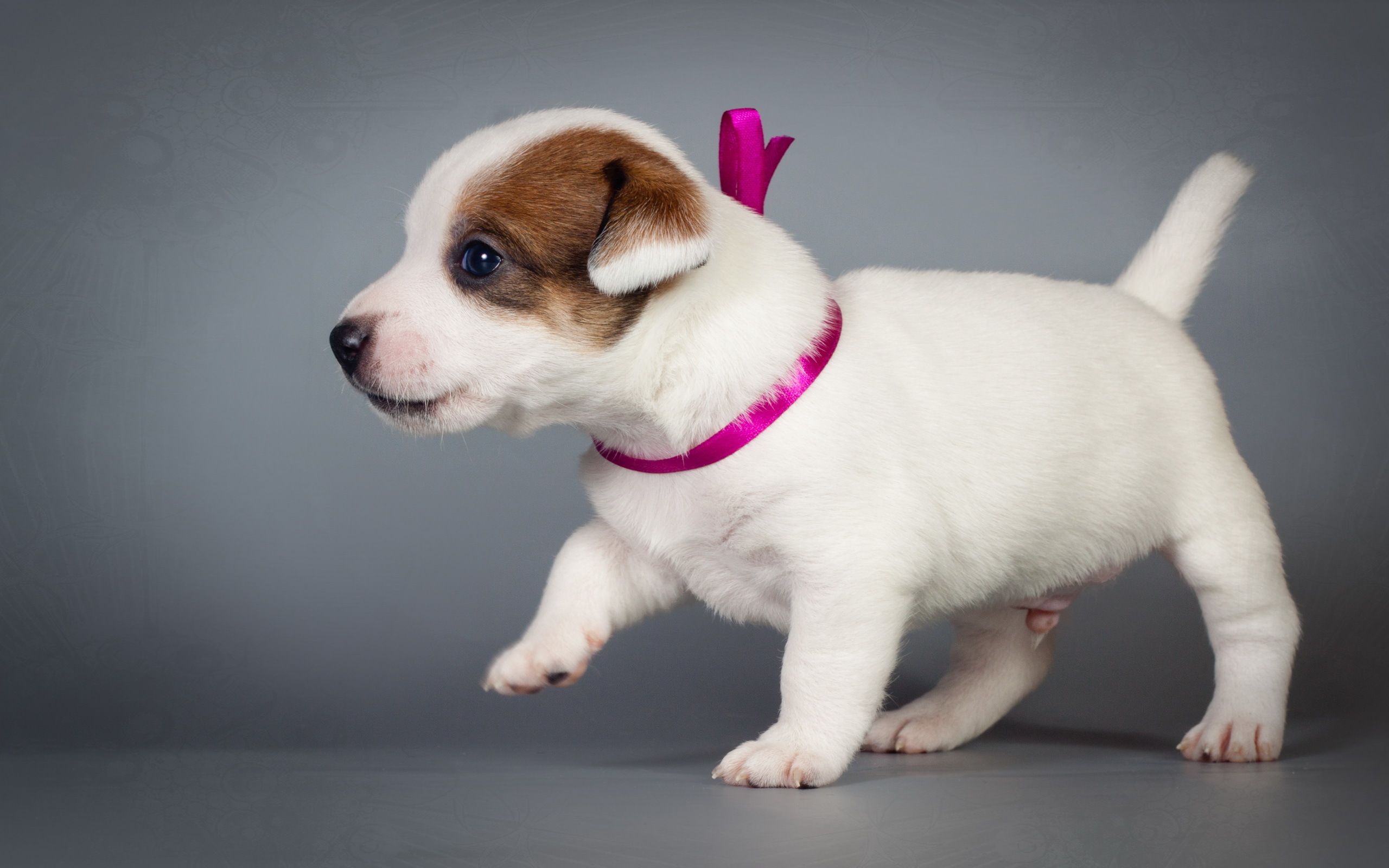 Jack Russell Terrier Wallpaper Cachorro Jack Russell Terrier