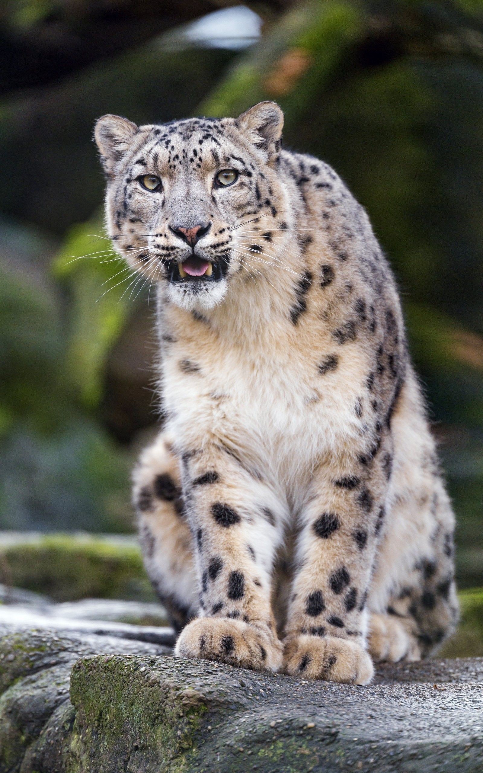 Download 1600x2560 Snow Leopard, Big Cats, Majestic, Predator