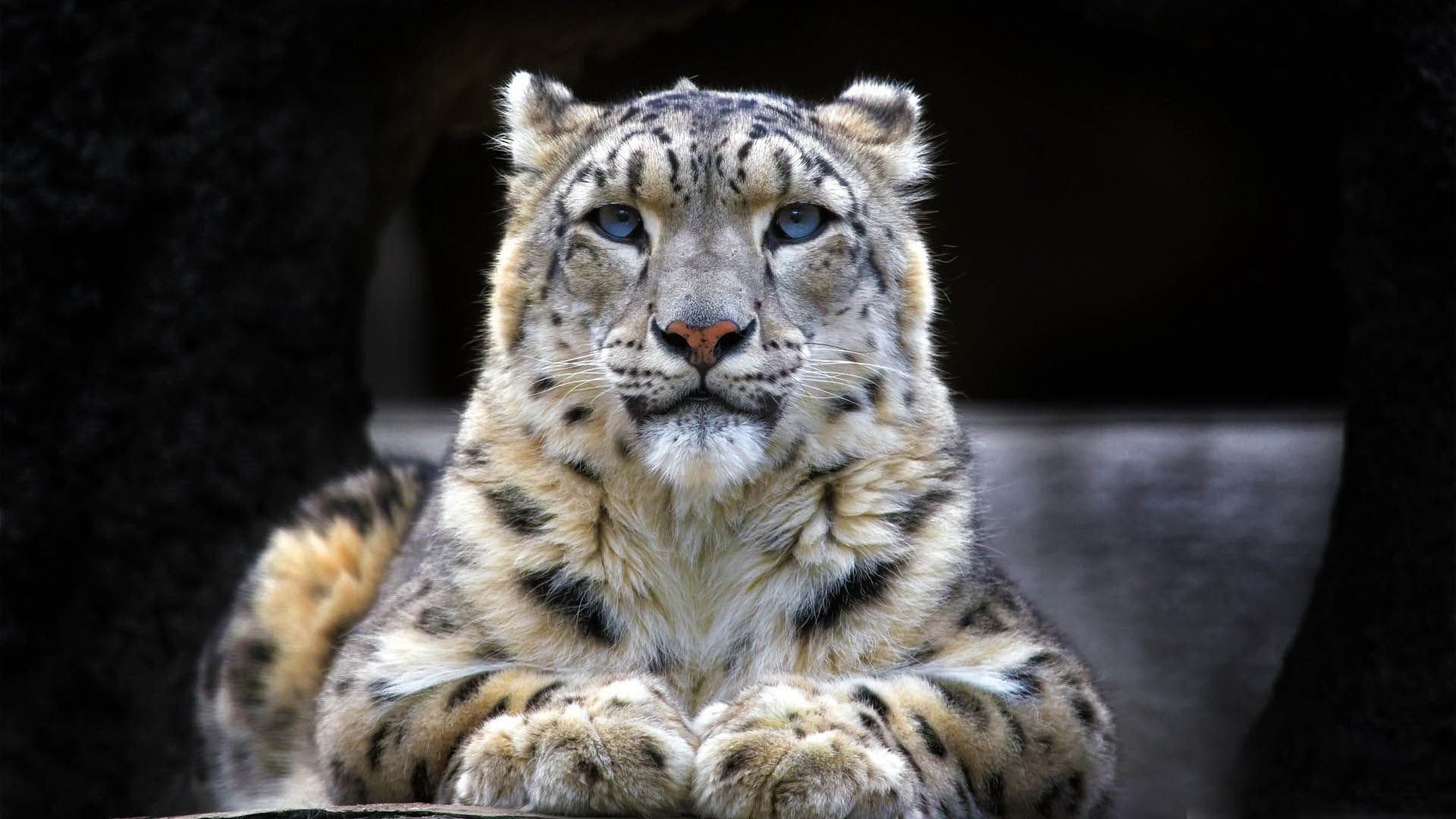Snow Leopard [1920x1080]