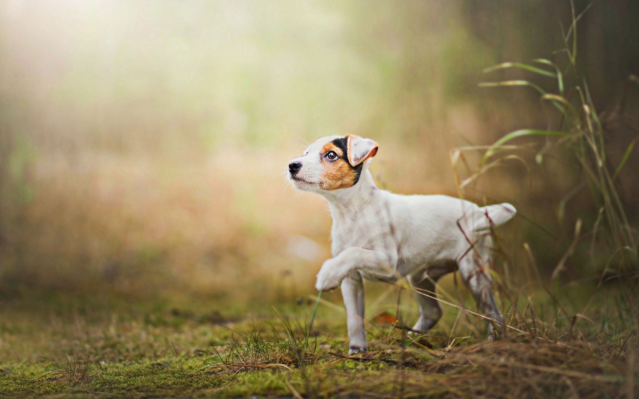Download wallpaper Jack Russell Terrier, lawn, puppy, running dog