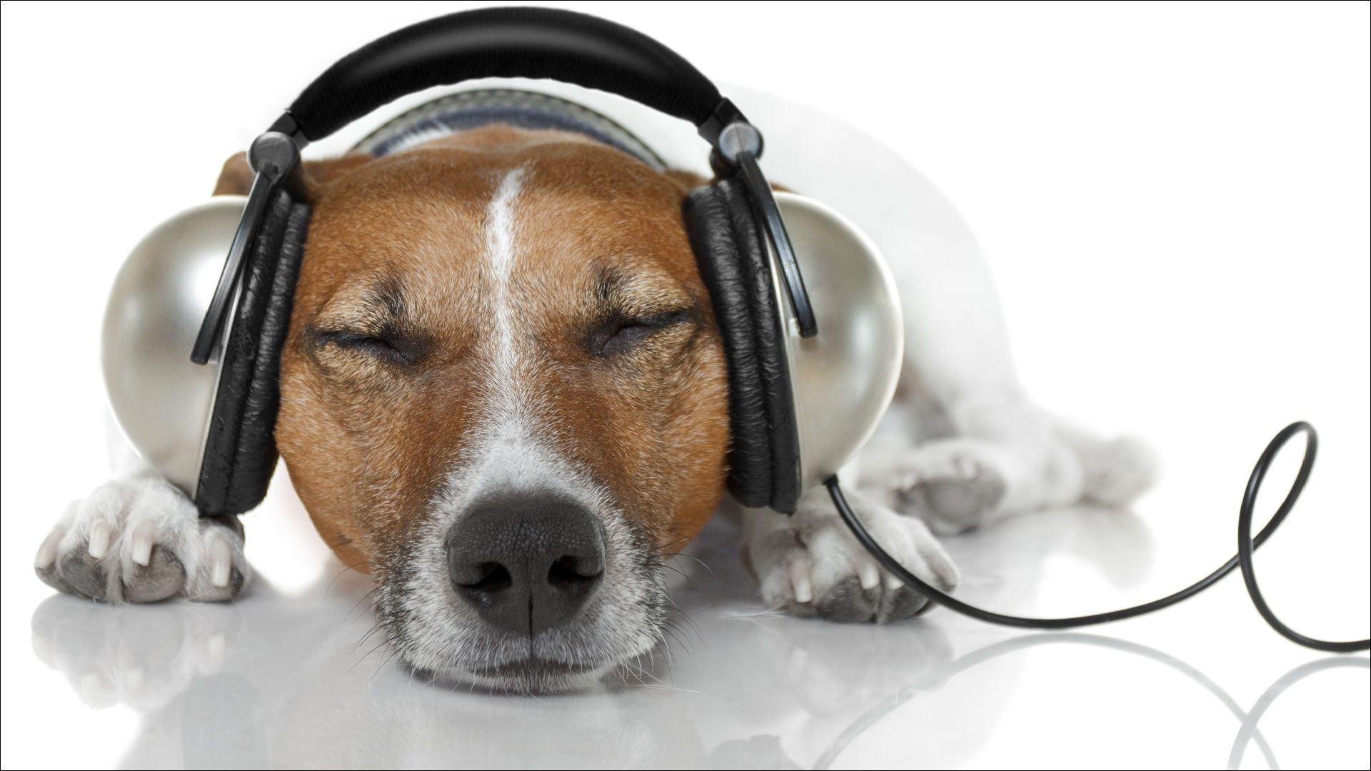 Desktop Wallpaper Jack Russell terrier Dogs Headphones relax Sleep