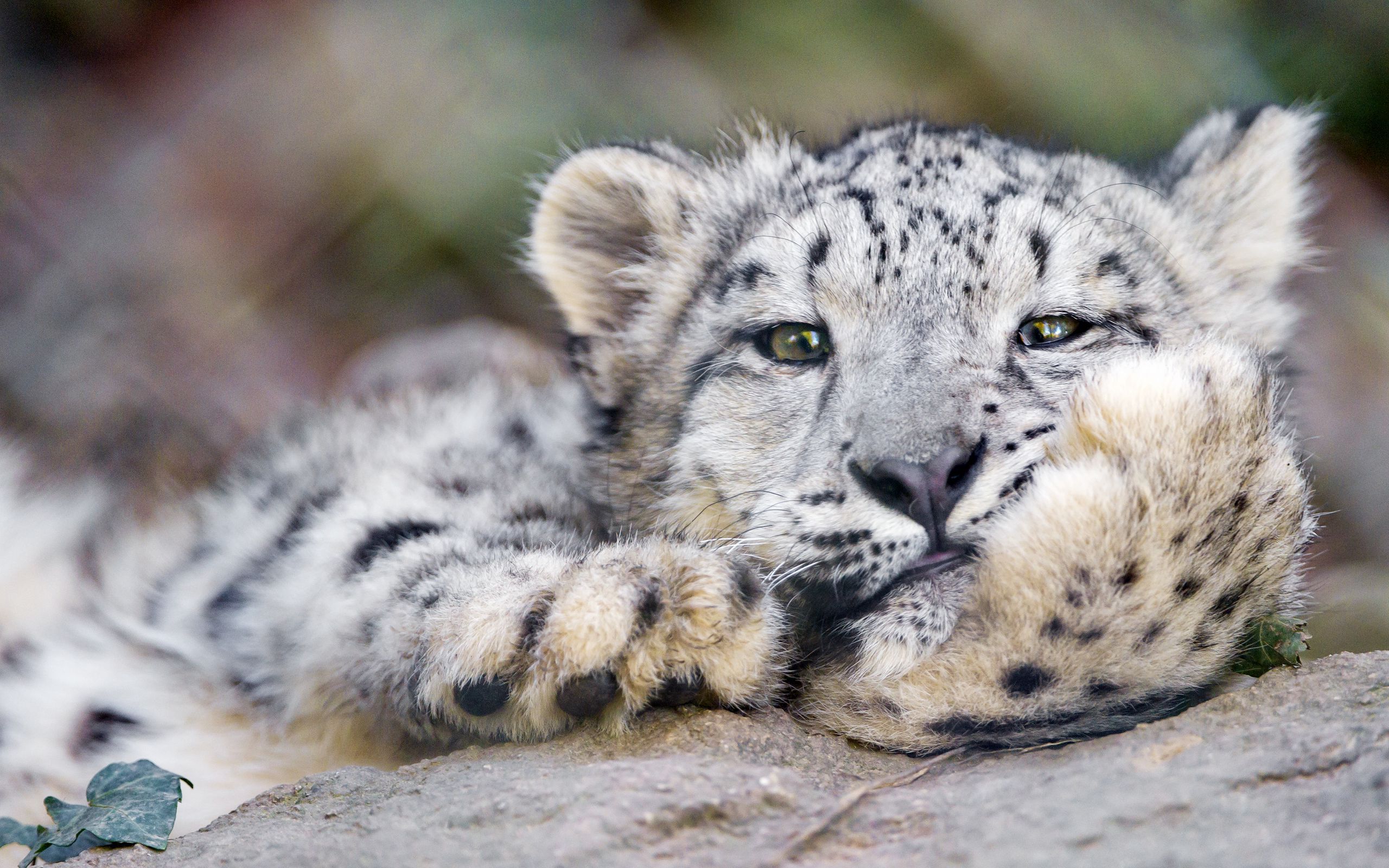 Download wallpaper 2560x1600 snow leopard, big cat, leopard