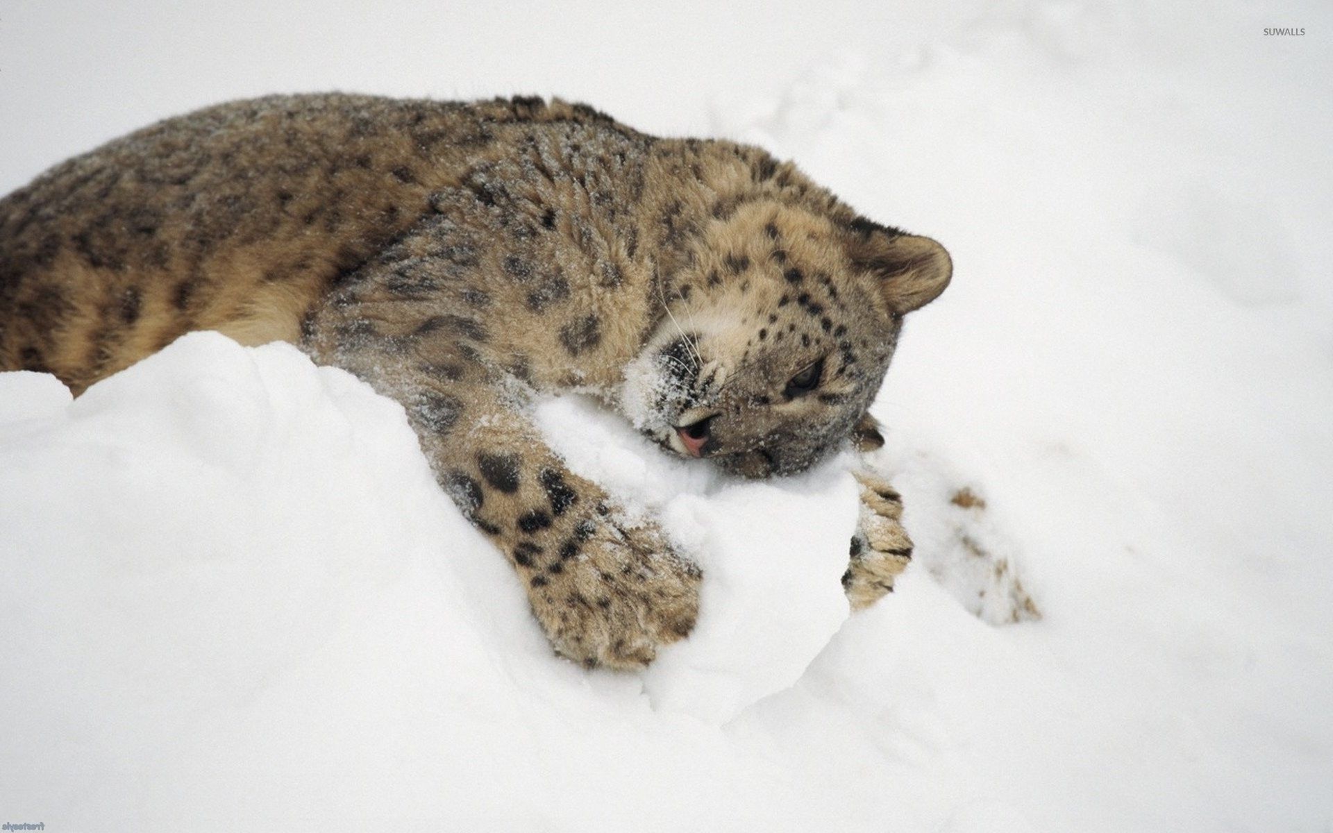 Snow leopard cub playing with snow wallpaper wallpaper