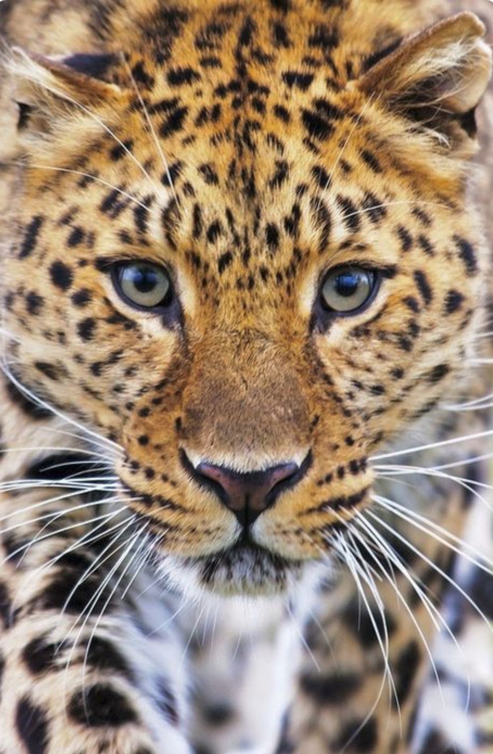 Beautiful Close Up Of A Leopard's Face. Oh, Those Eyes!. Big Cats
