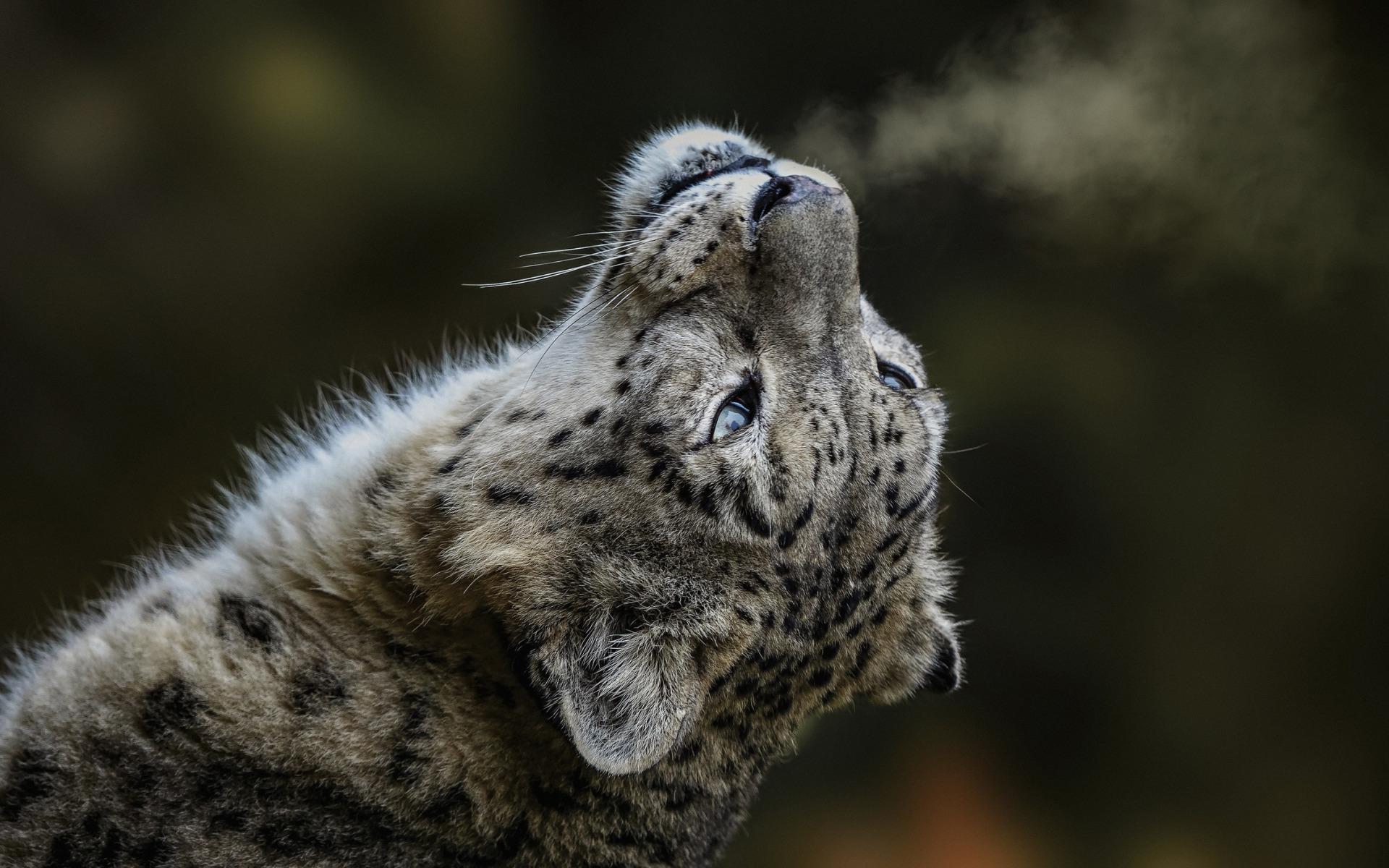 Snow Leopard Wallpaper for Android