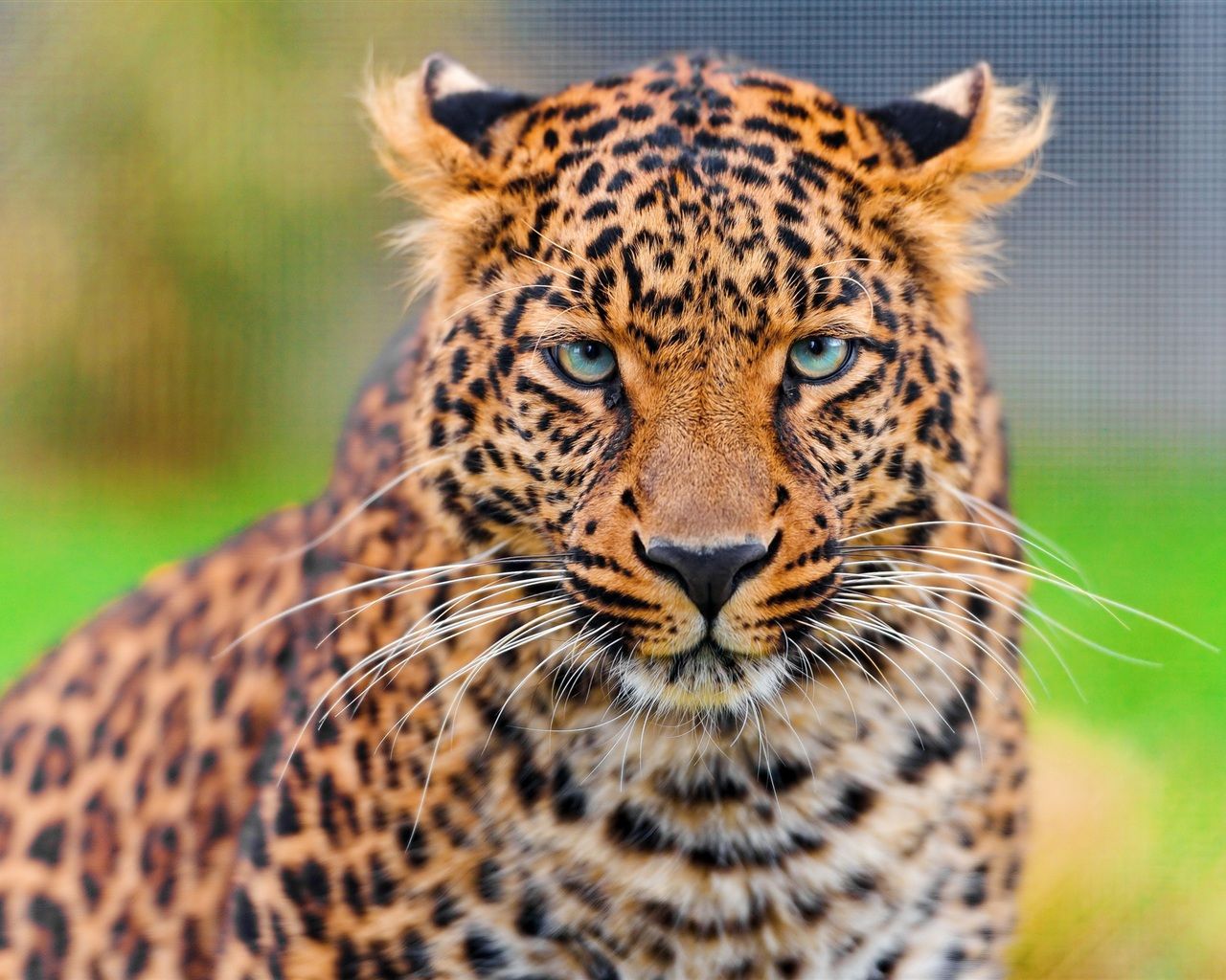 Wallpaper Leopard Face HD Close Up 2560x1600 HD Picture, Image