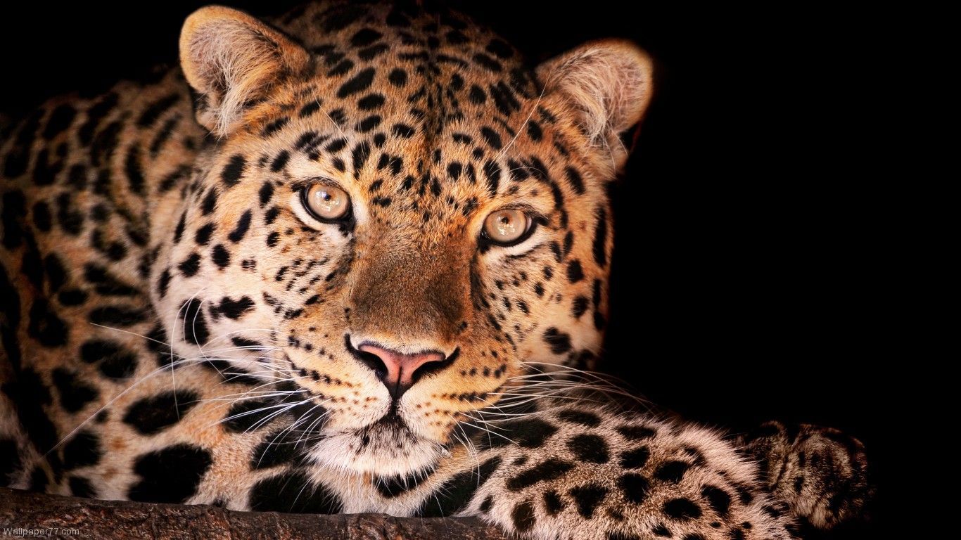 Leopard Close Up, 1366x768 pixels, Wallpaper tagged Leopards