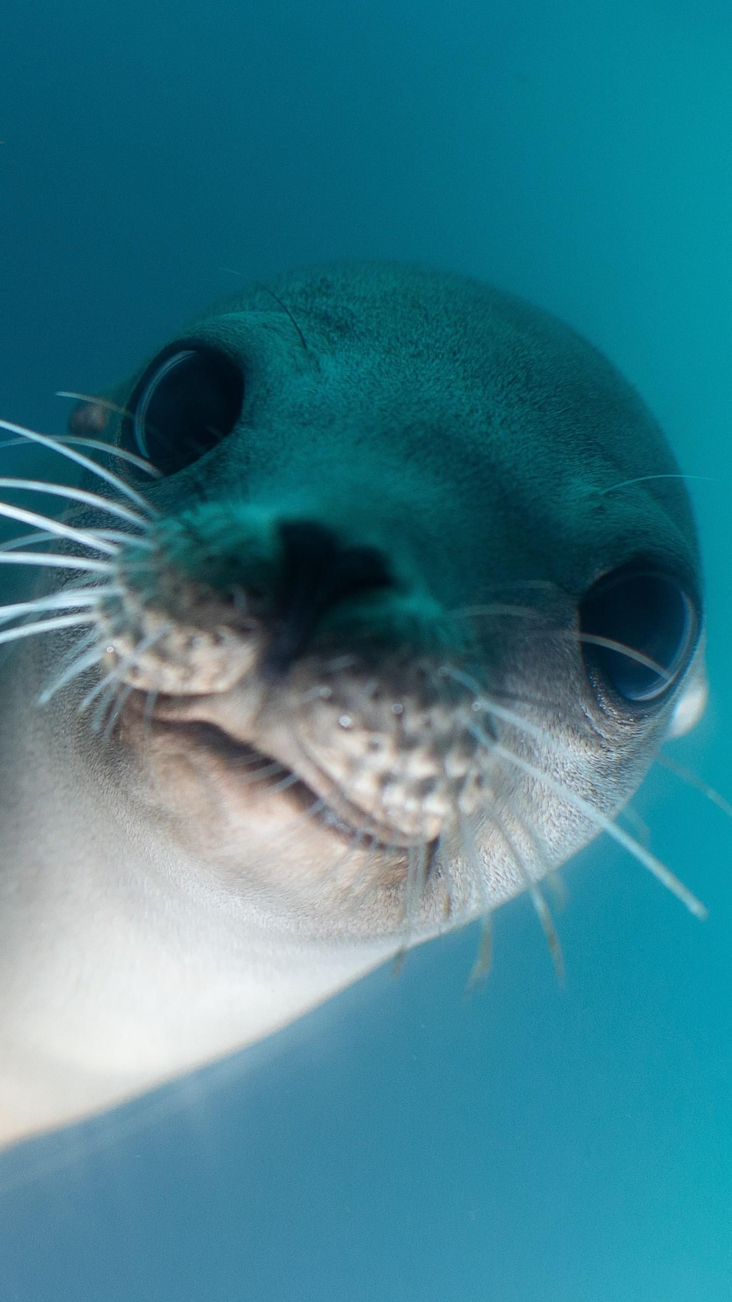 California Sea Lion 5K HD Wallpaper. Sea lion, Animal