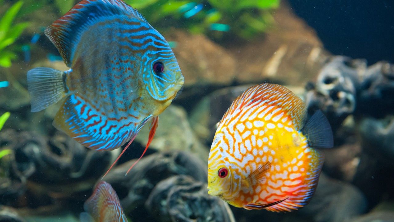 Wallpaper Discus, exotic, aquarium, fish, close up, water, blue