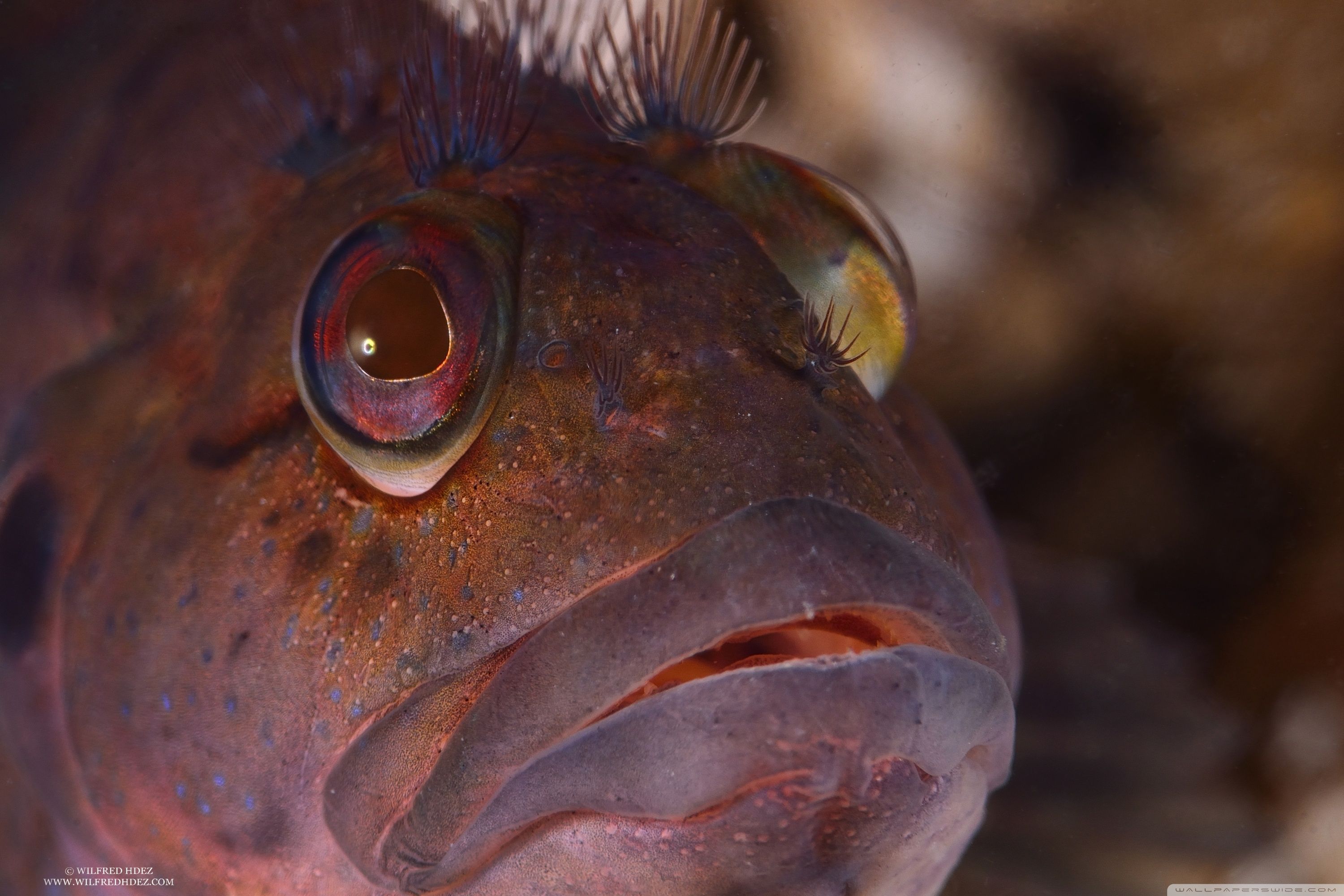 Sea Fish Close Up Ultra HD Desktop Background Wallpaper for 4K UHD