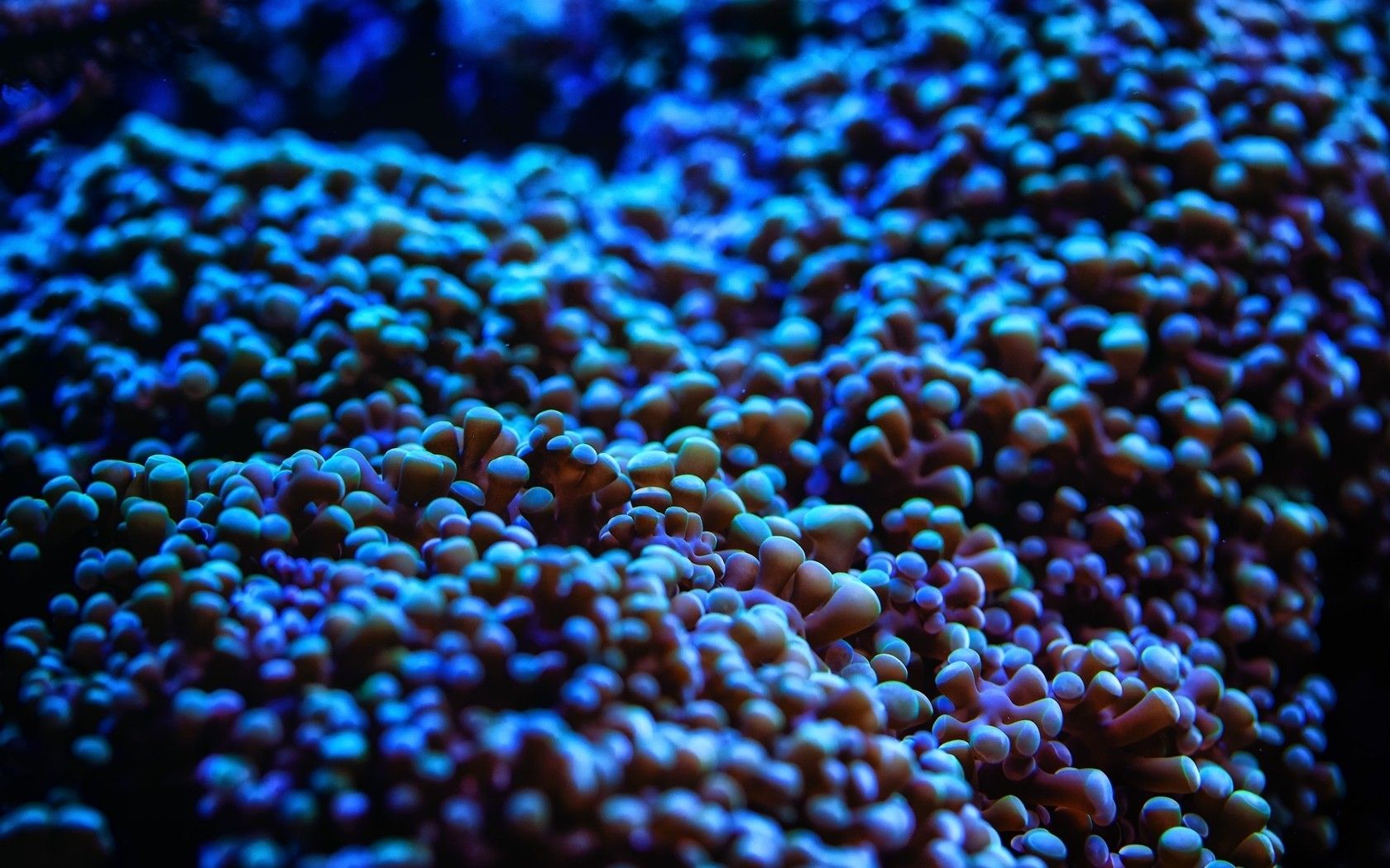 Download Wallpaper, Download 2560x1600 closeup nature plants