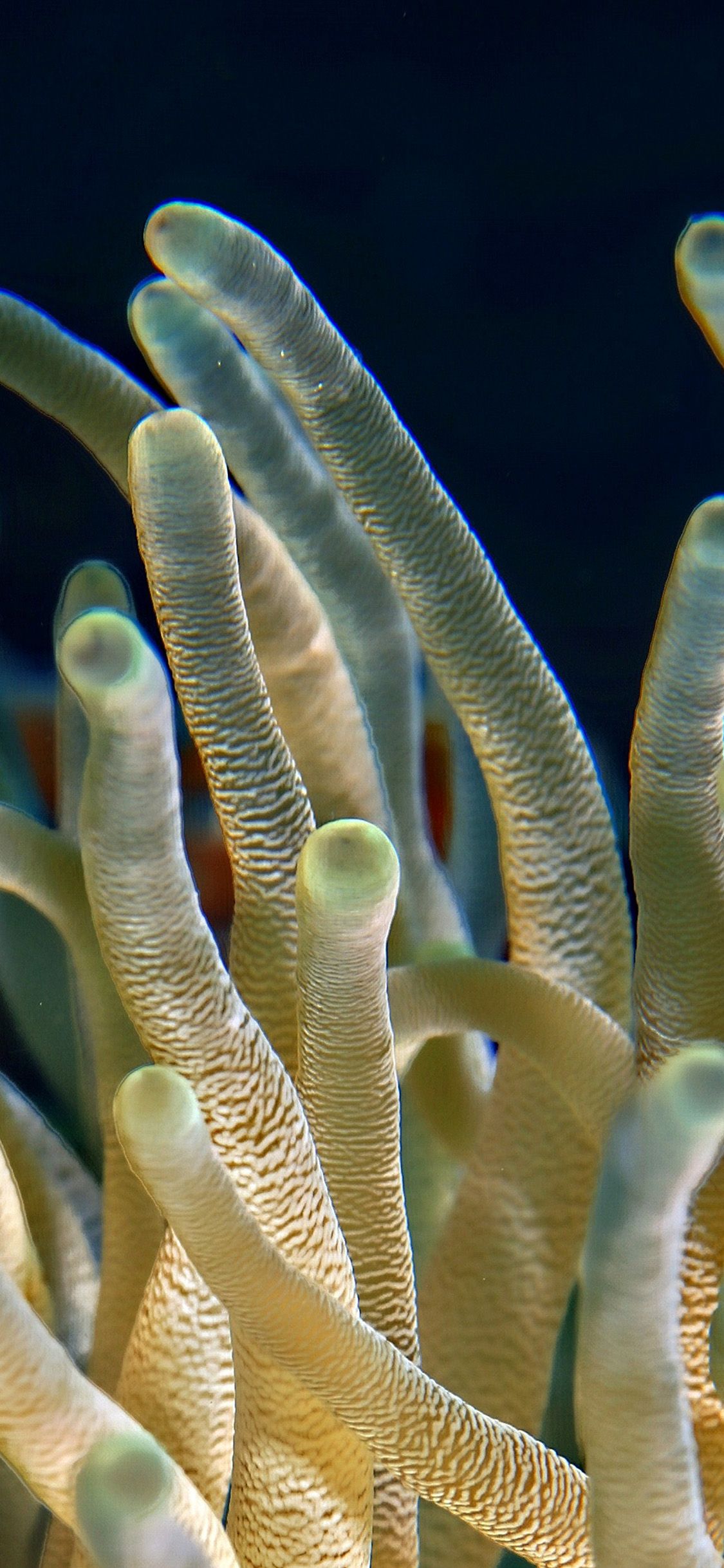 Animal Ocean Sea Underwater Coral Nature Wallpaper